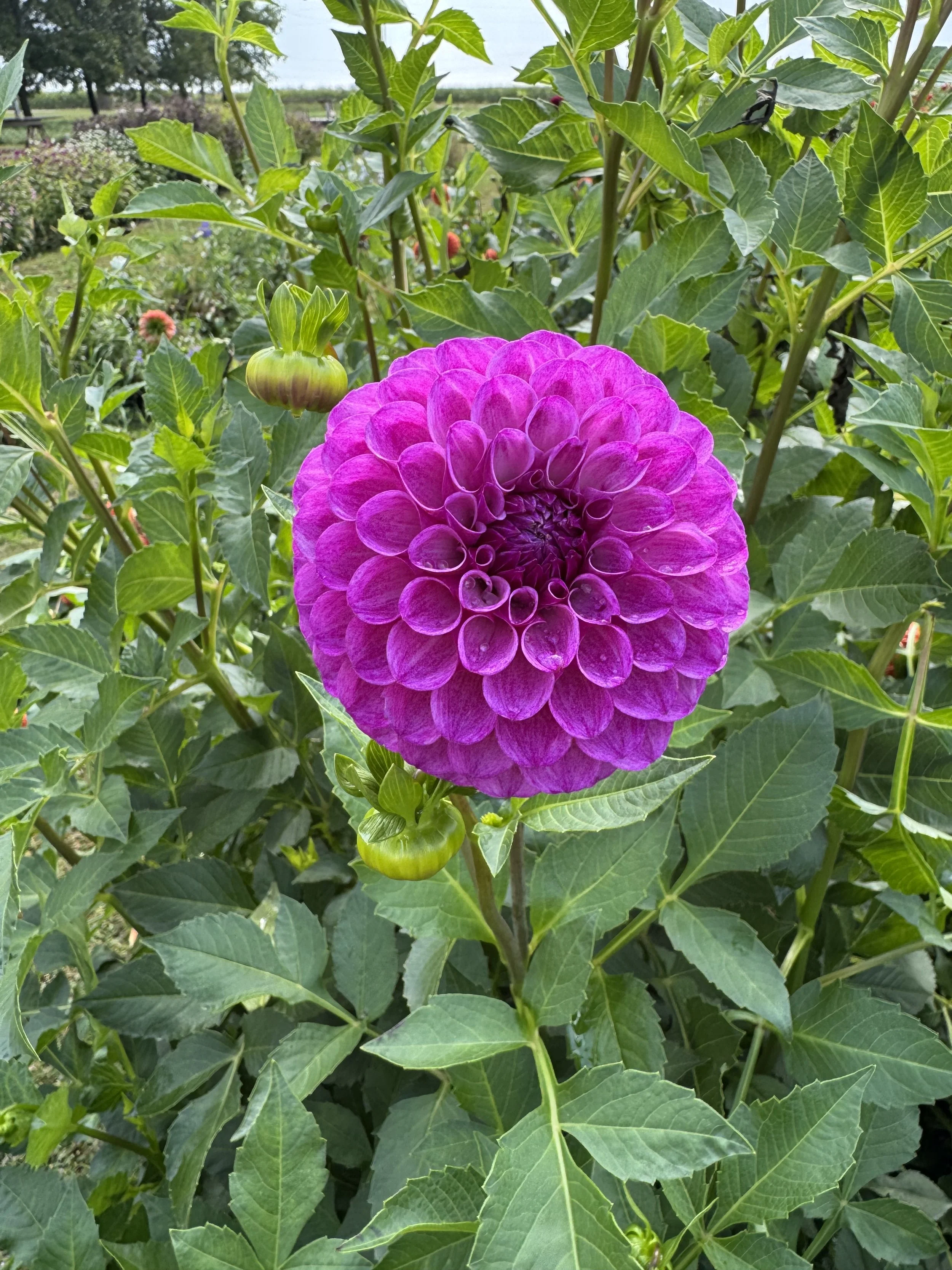 Robann Royal Dahlia