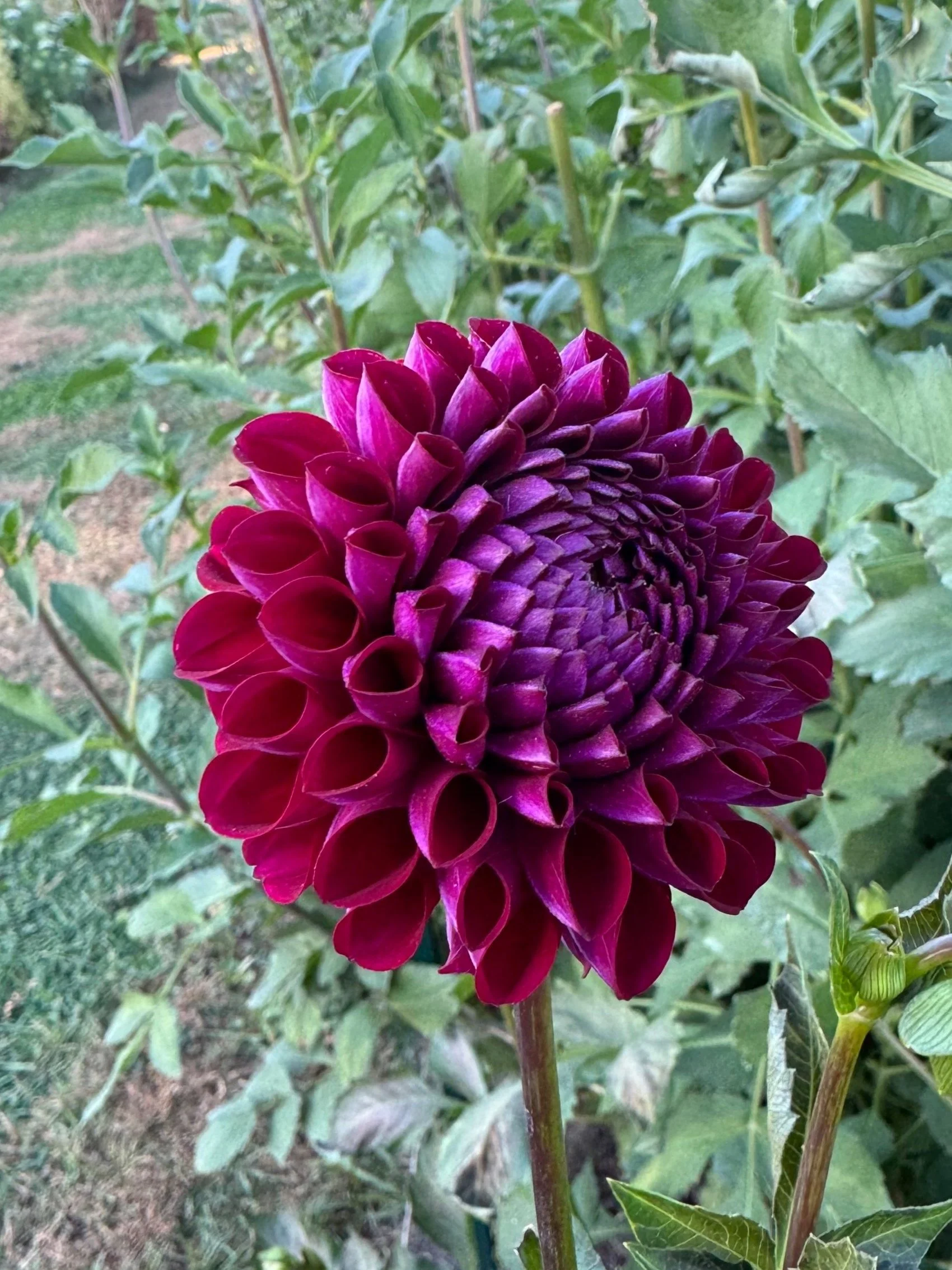 Ivanetti Dahlia Tuber