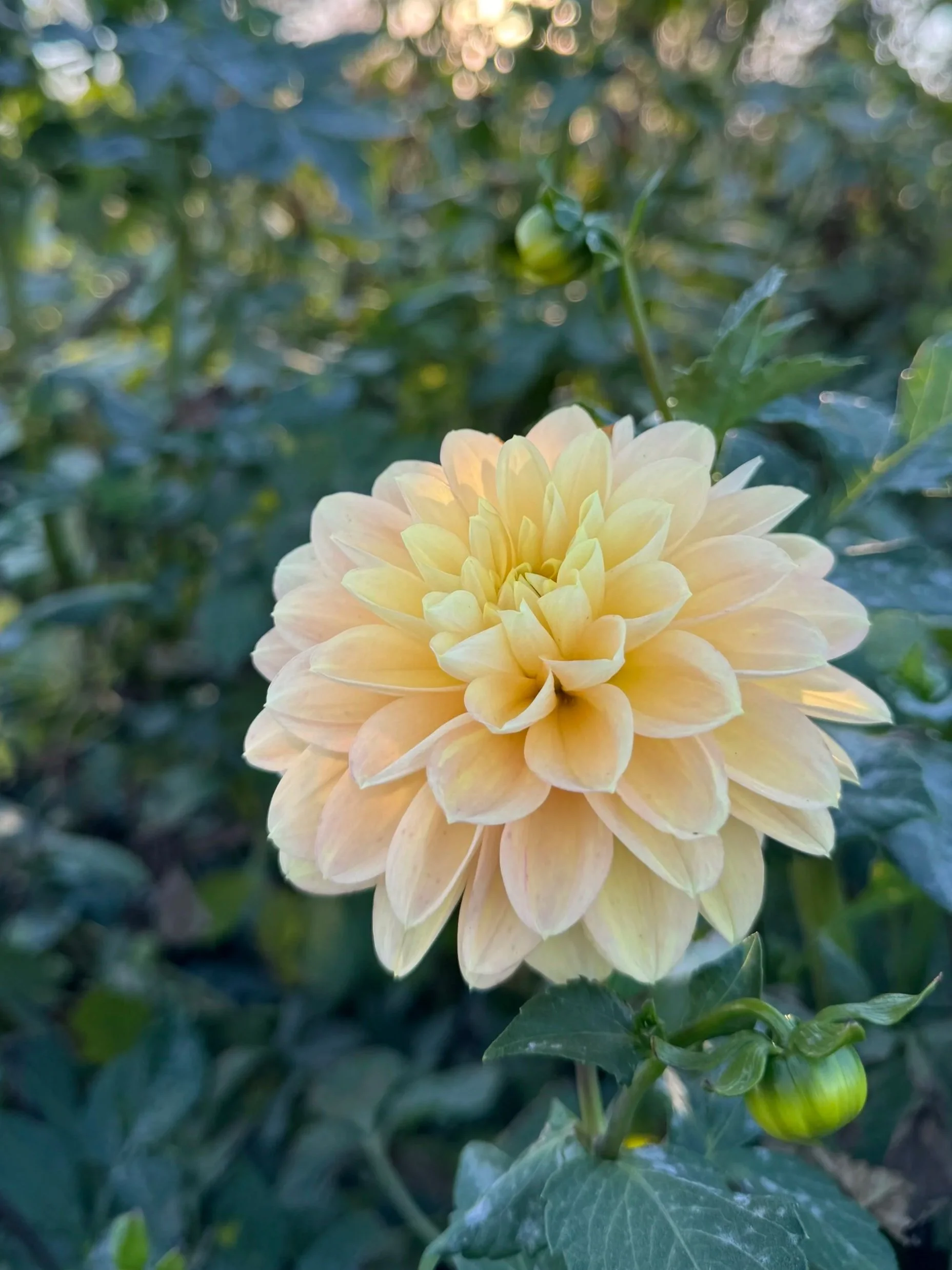 Daydreamer Dahlia Tuber