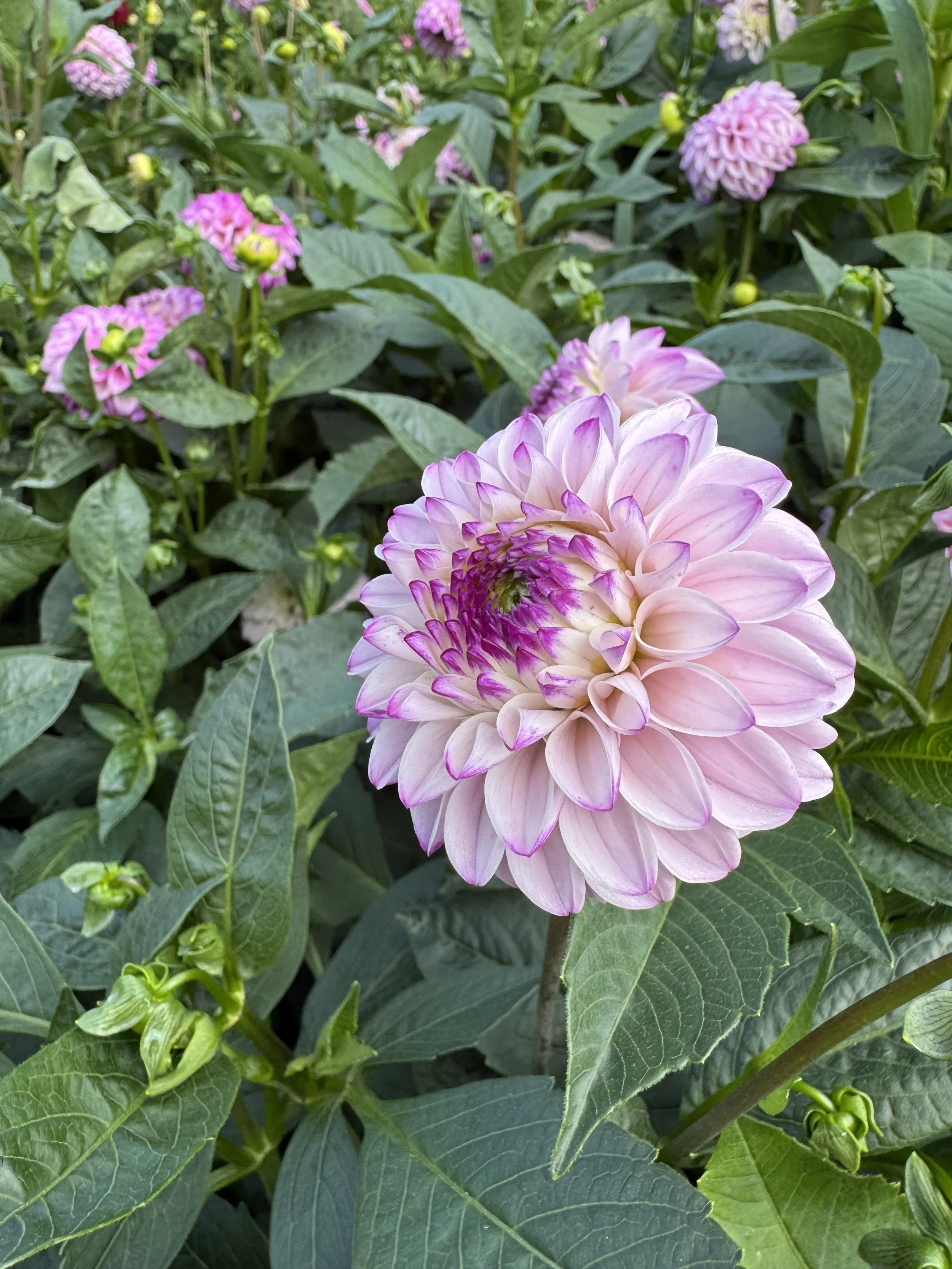 Genova Dahlia