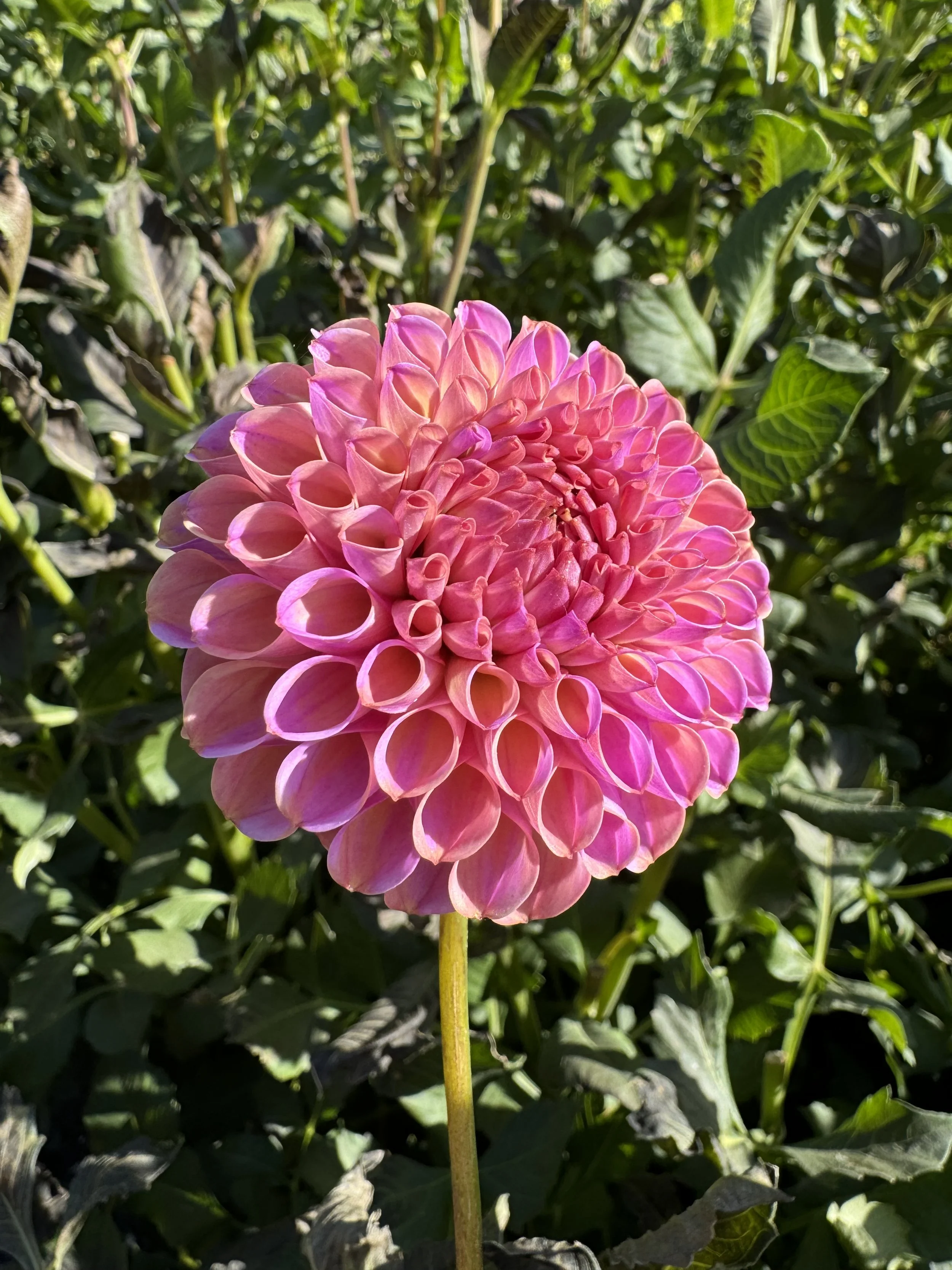 BULK- Caitlin’s Joy Dahlia Tuber