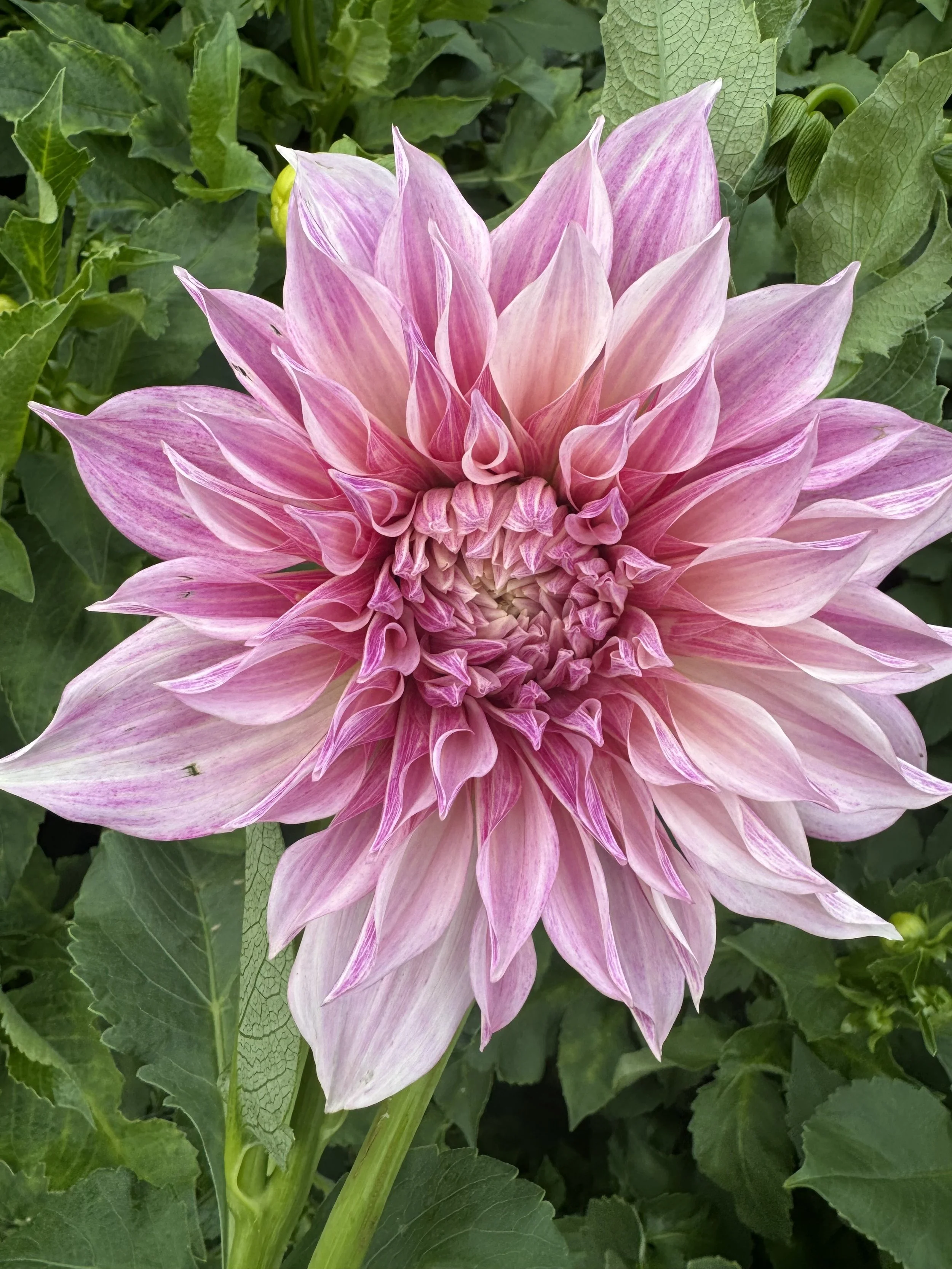 Café Au Lait Dahlia Tuber