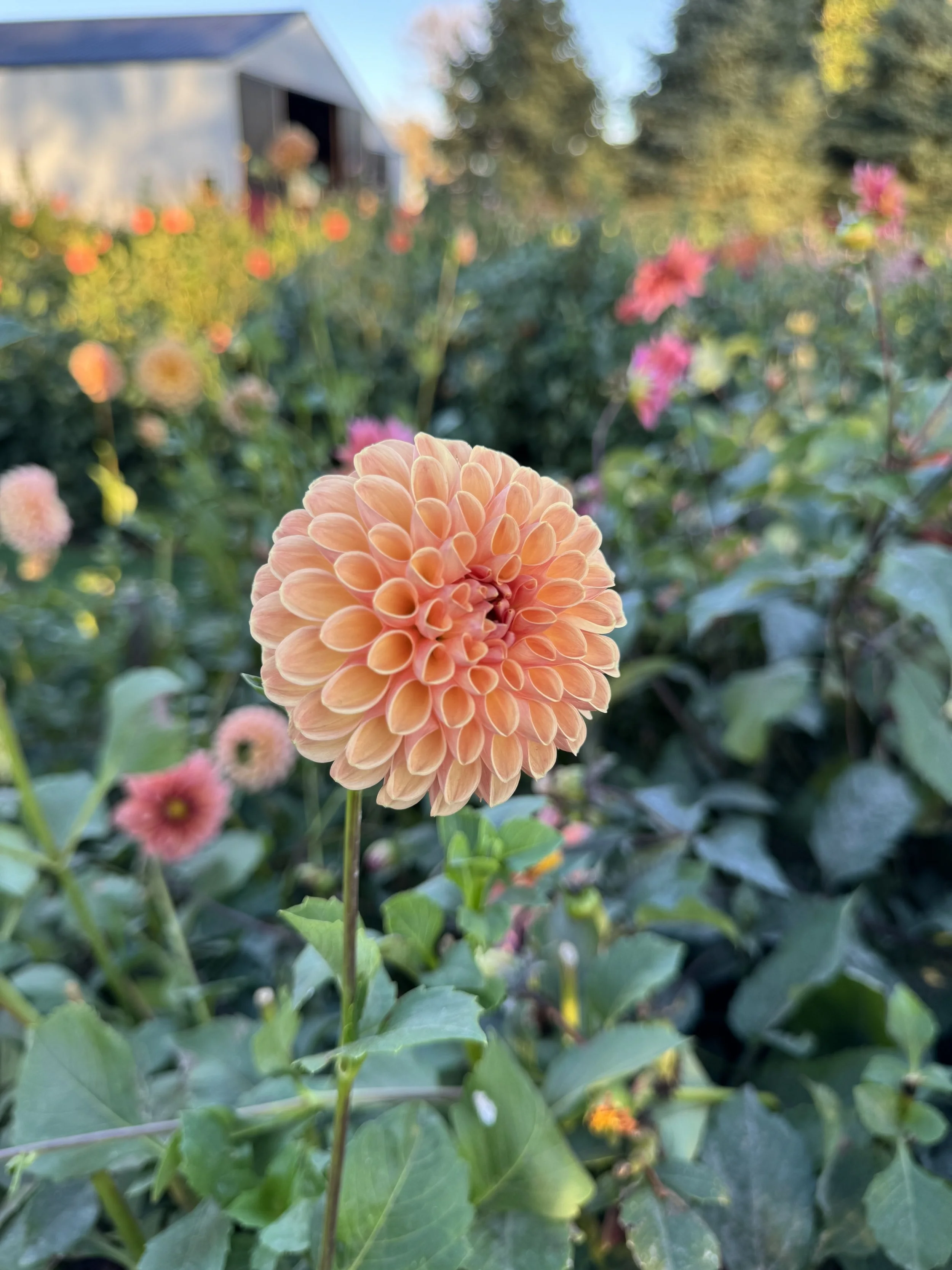 Valley Tawny Dahlia
