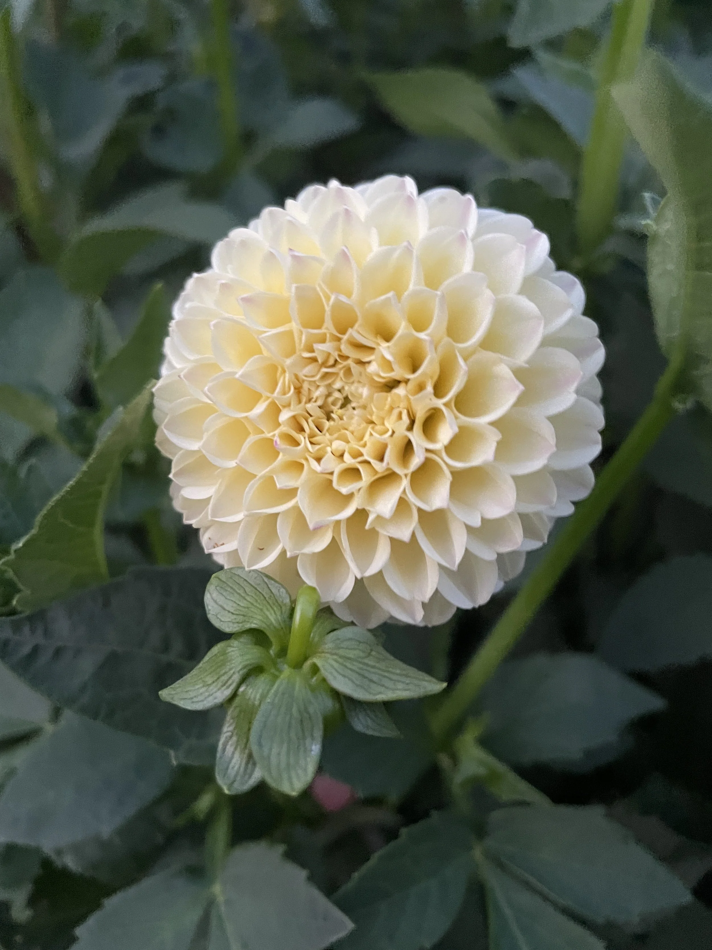 Creamy Dahlia Tuber