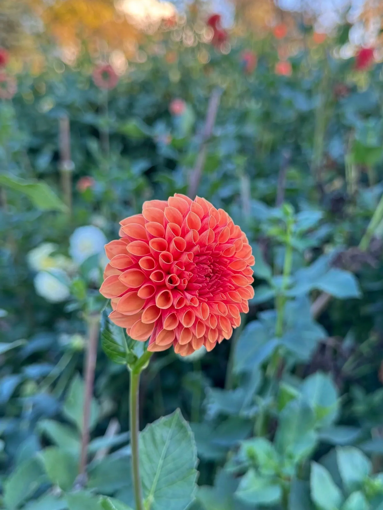 Valley Rust Bucket Dahlia