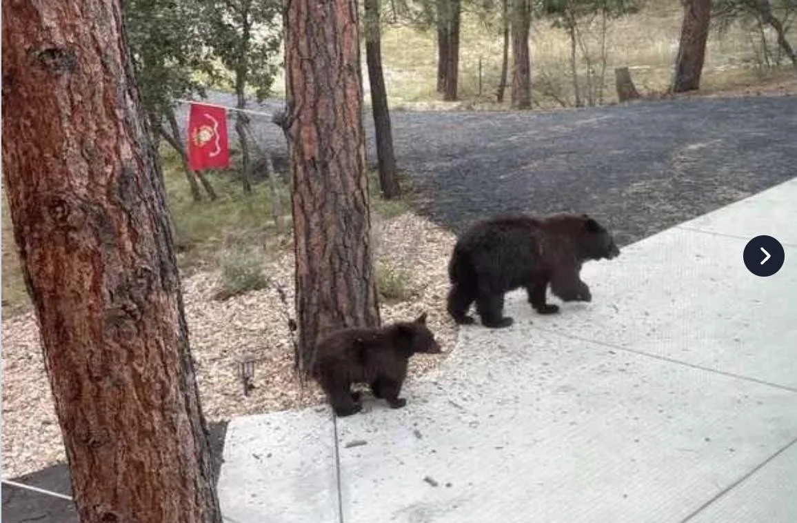 Mother bear and cub walking through a Colorado neighborhood, used to introduce a discussion about bear markets and the three forces behind building wealth.