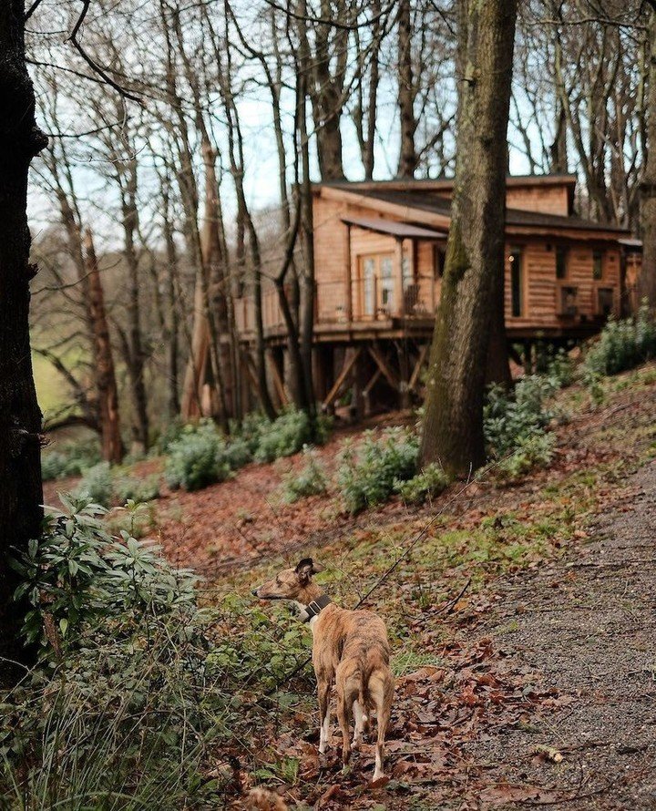 4 reasons why booking a treehouse retreat with your furry friend is a good idea 🐾 ⁠
⁠
⁠1. Immerse yourself in natutre with walks through the ancient woodland of Cowdray.⁠
2. Sip under the stars in your private hot tub and cosy up by the fire with yo