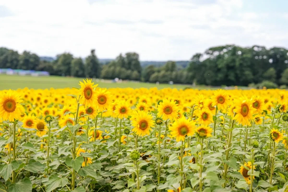 What’s On This August