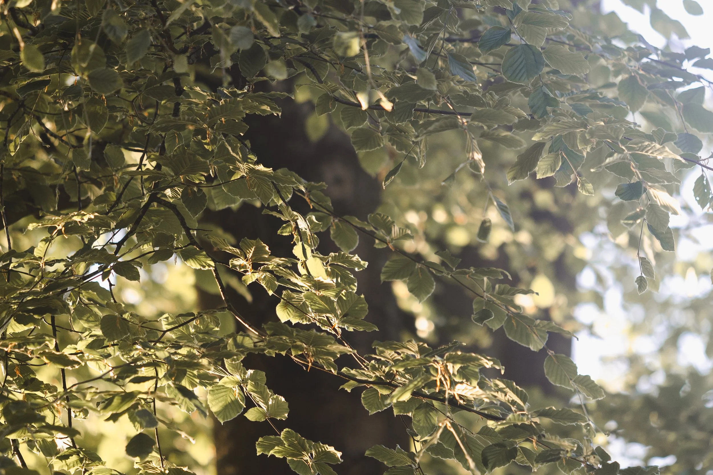 TreehouseRetreats_underthewhitemoon _Previews16.JPG