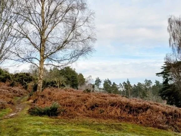 Cowdray running route