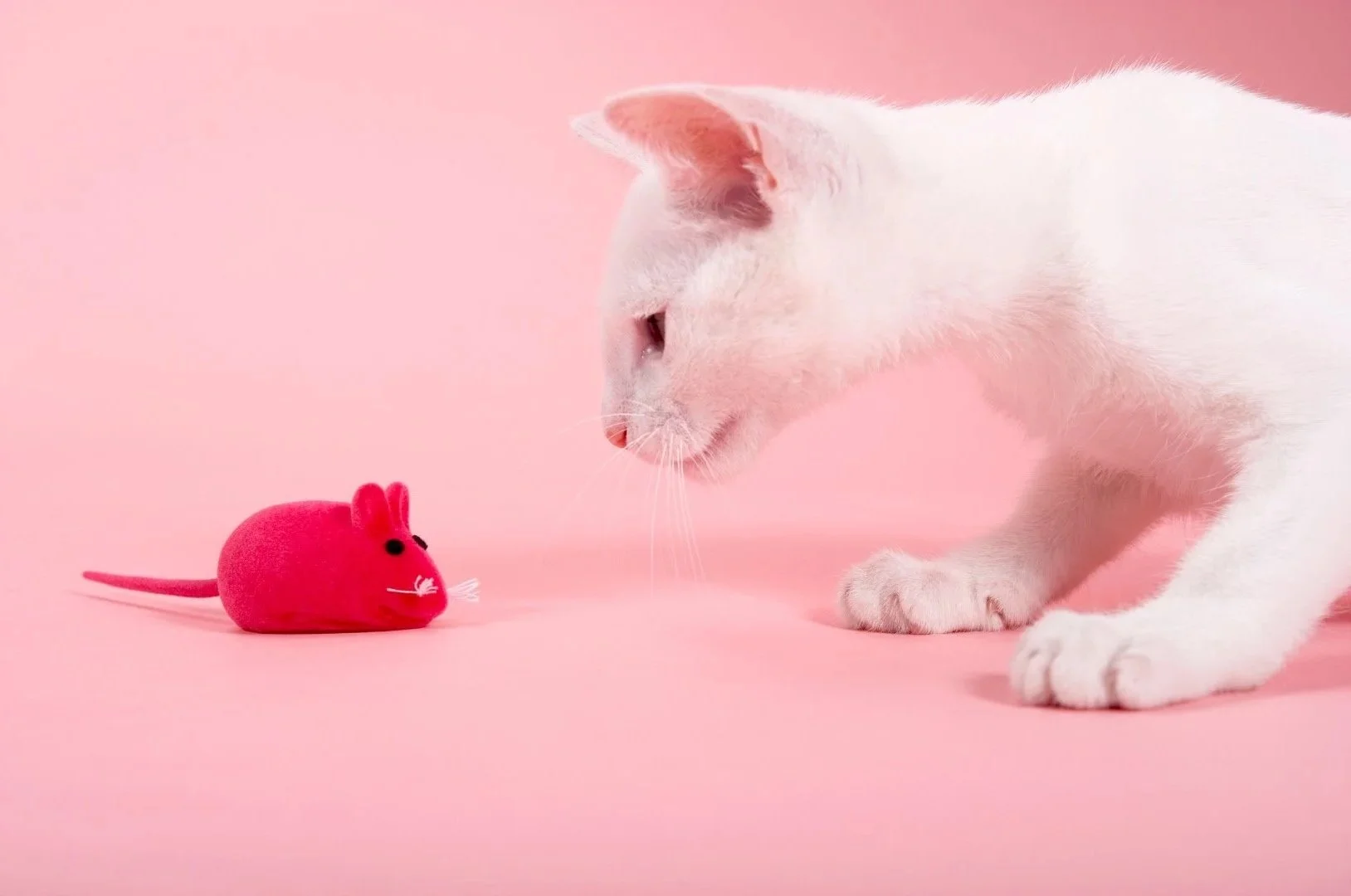 White cat playing with a toy mouse — representing the calm, enriched environment of feline friendly veterinary care