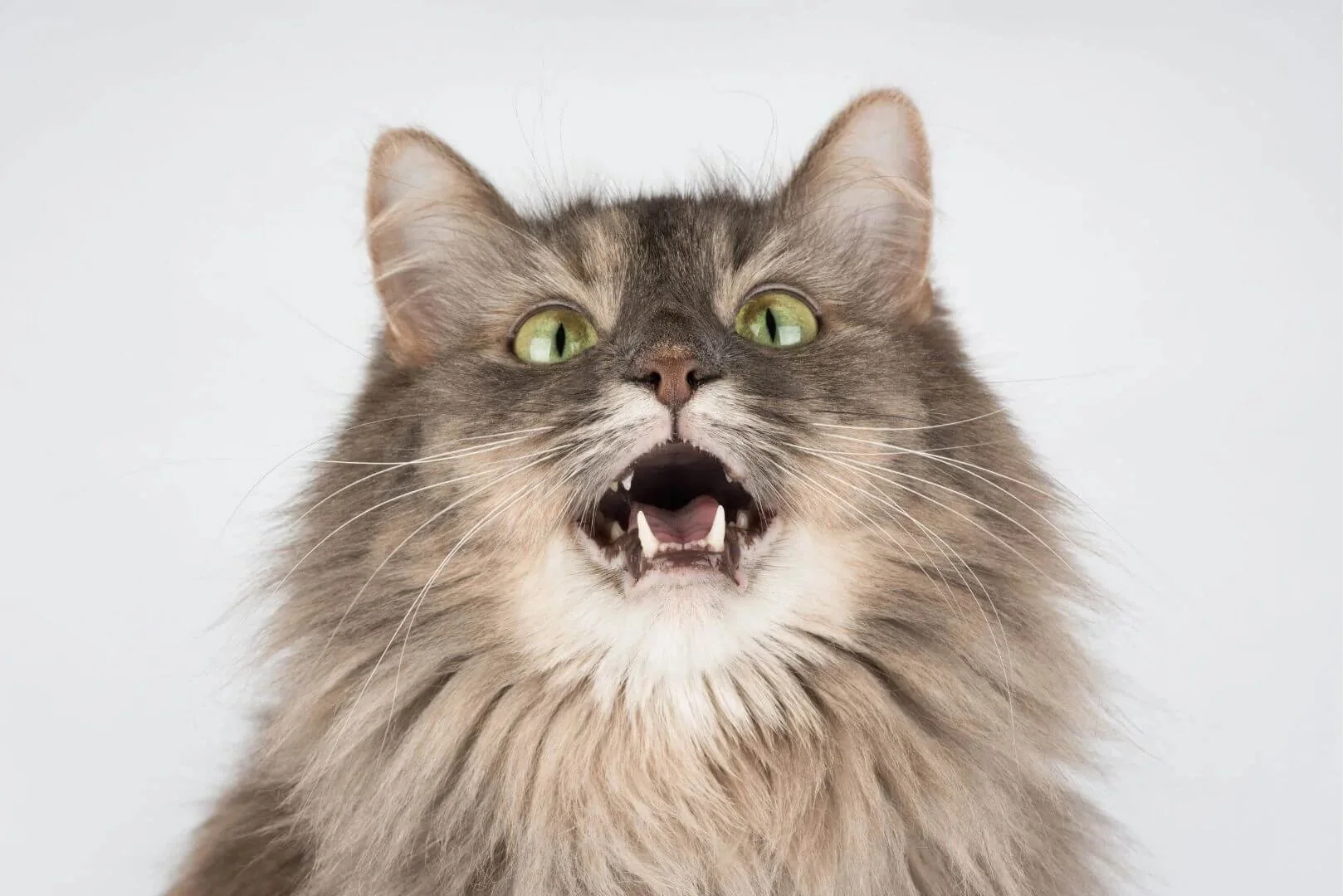 Cat meowing — representing the feline-focused veterinary education and speaking work of Dr. Julie Liu
