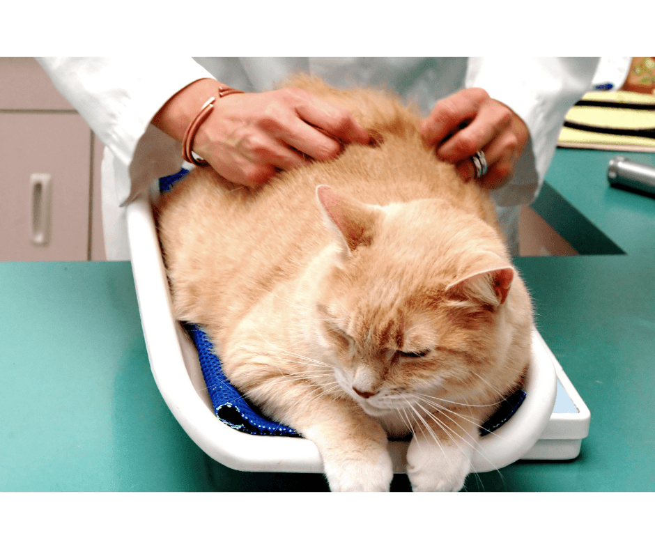 Cat being weighed and petted at a cat friendly veterinary clinic