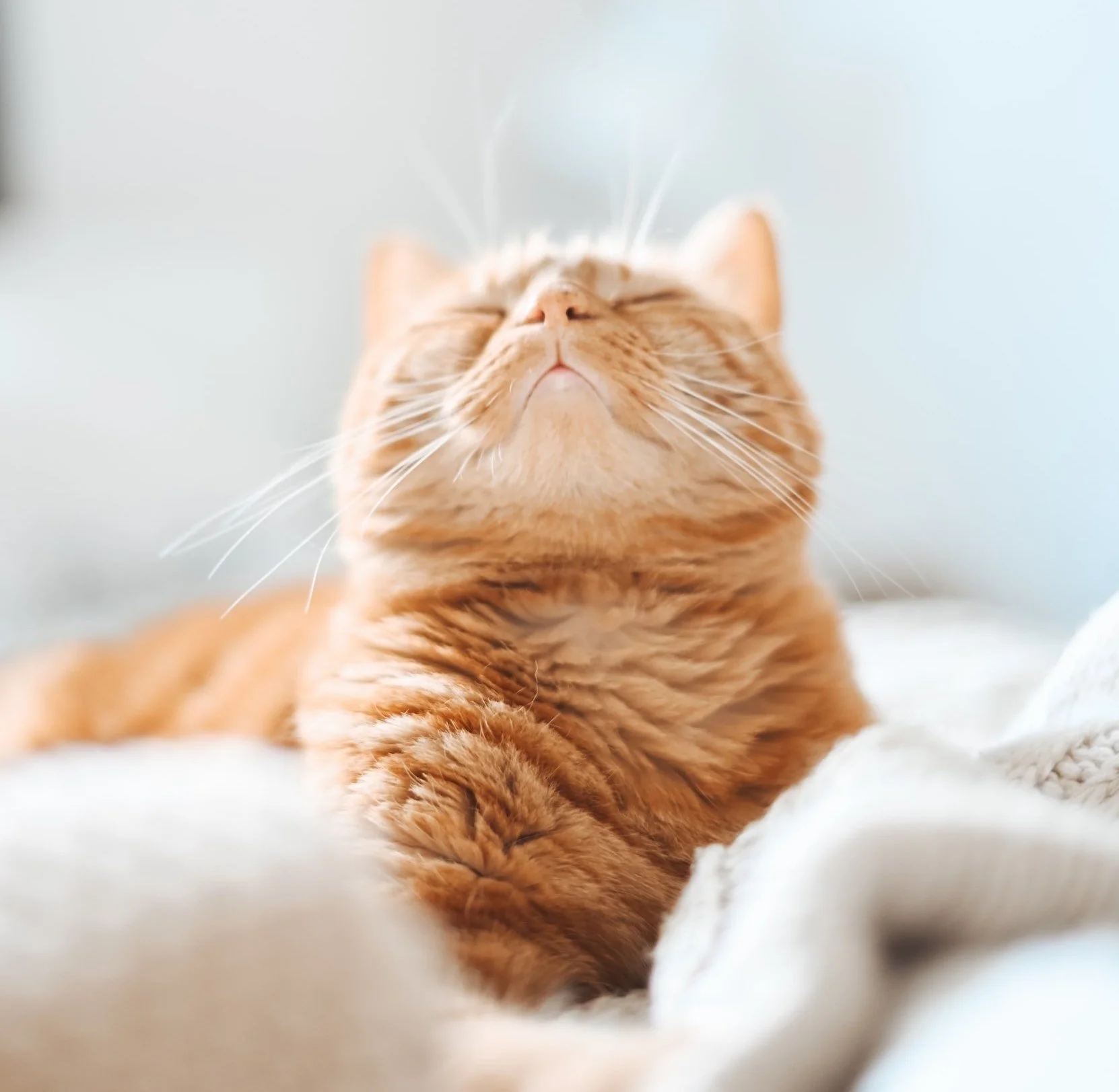 A relaxed cat — reflecting the calm, feline-friendly approach of Dr. Julie Liu's veterinary work