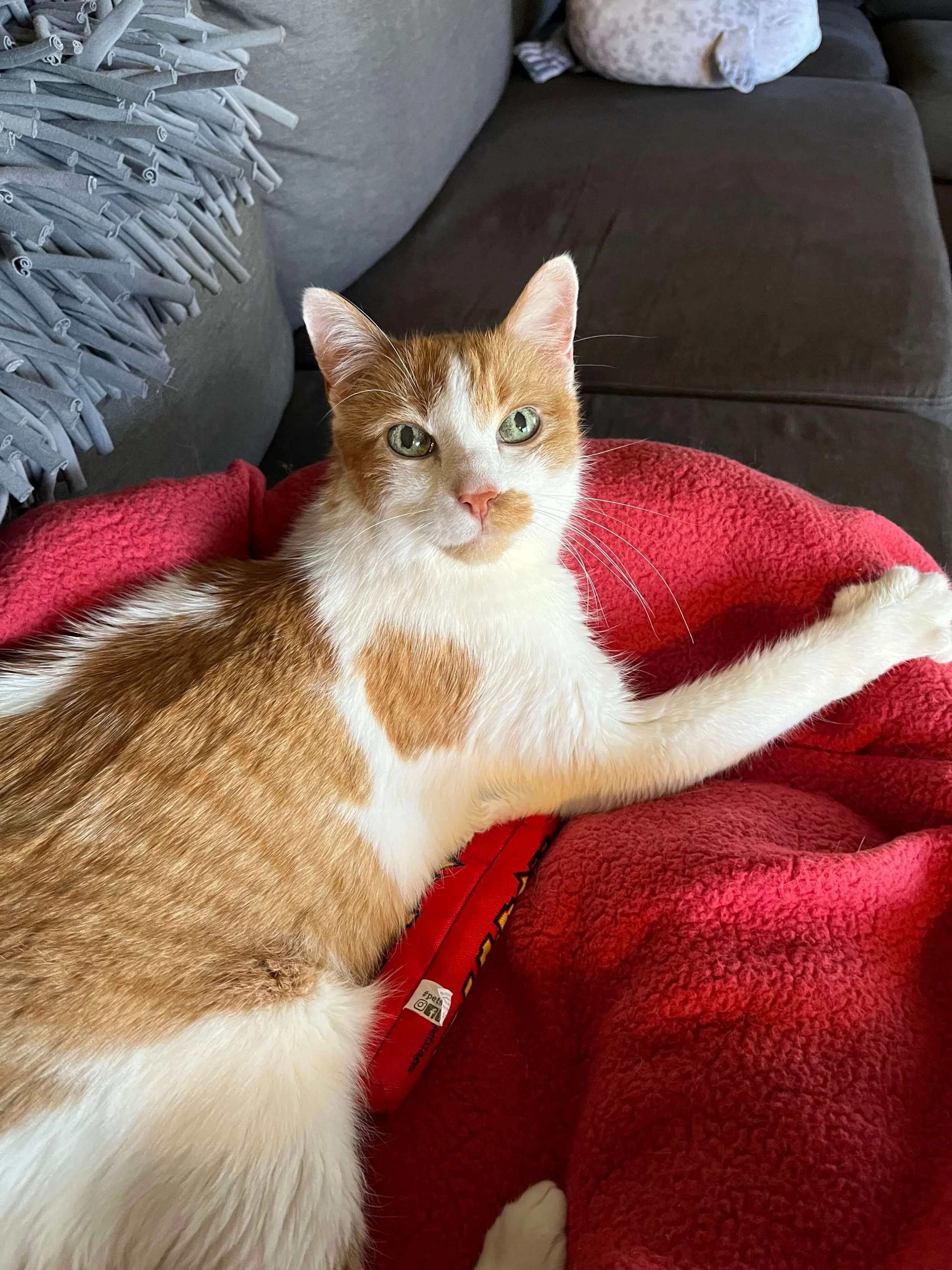 Puff, Dr. Julie Liu's senior cat and inspiration behind her feline-focused veterinary work
