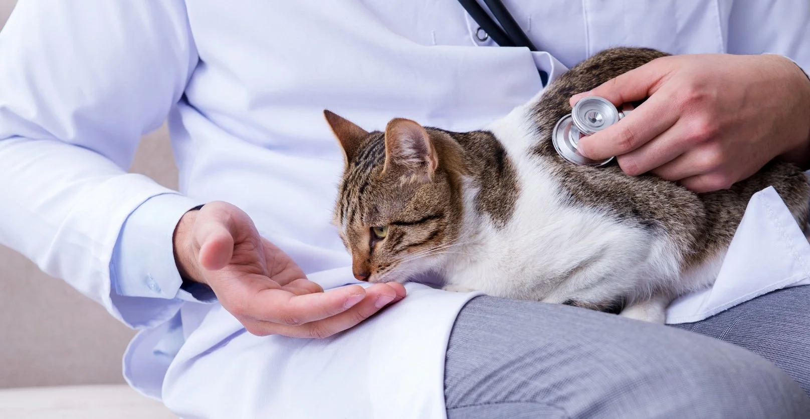 Veterinarian holding a cat during a calm, feline friendly veterinary exam