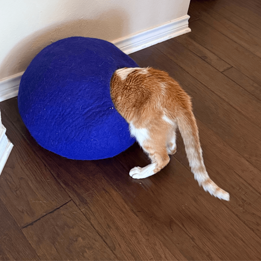 Enrichment for senior cats and food enrichment in cat cave