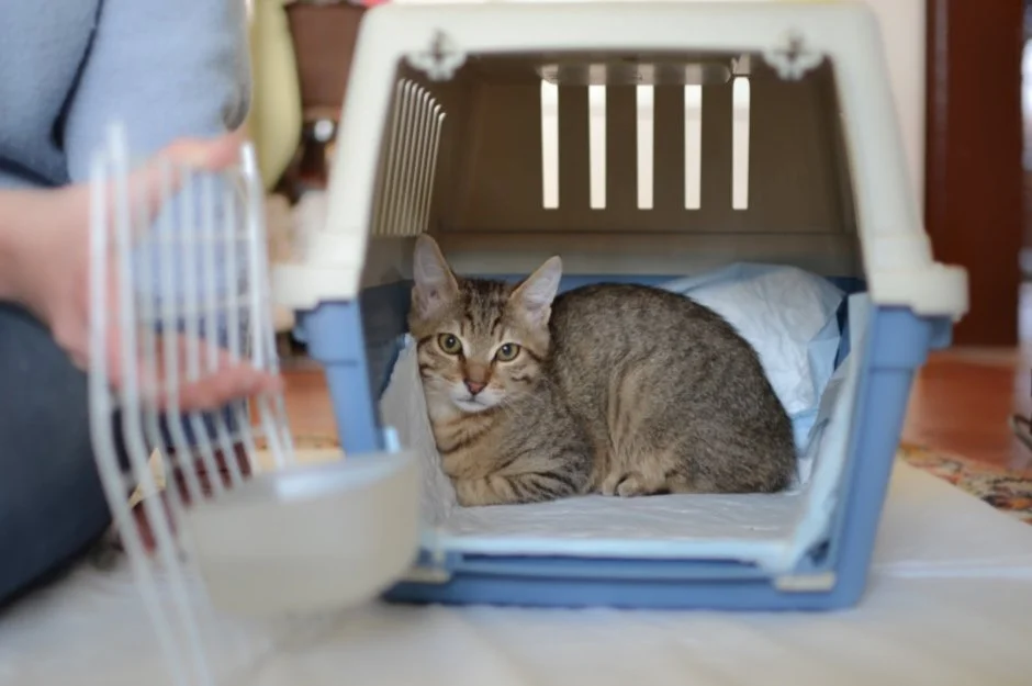 Cat in back of carrier.jpg