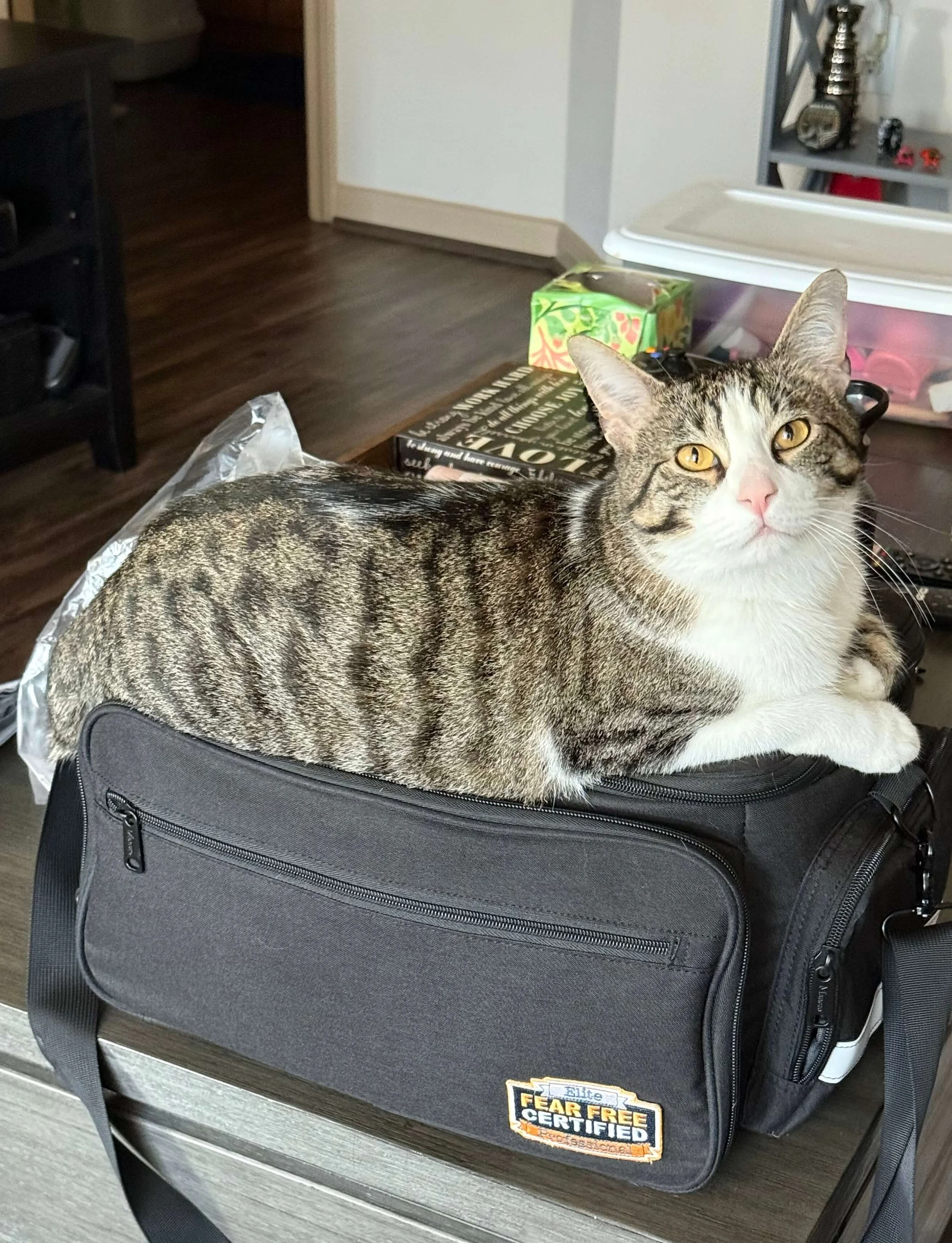 Cat relaxing on a veterinary housecall bag during an in-home visit in Austin, TX