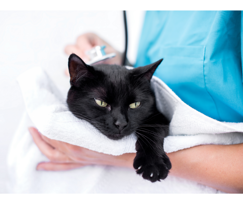 Cat receiving a gentle veterinary exam wrapped in a towel using feline-friendly handling techniques