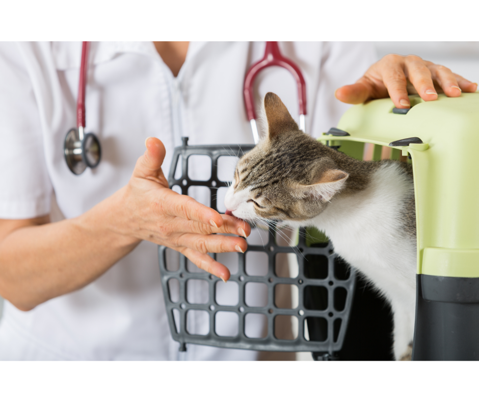 Feline friendly kitten coming out of carrier.png