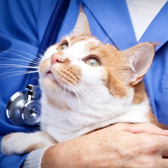 Calm cat being held by a veterinarian during a feline-friendly veterinary exam