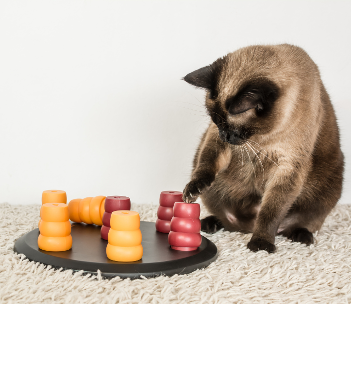 Cat engaging with a food puzzle after a feline behavior consultation with My Family Cat