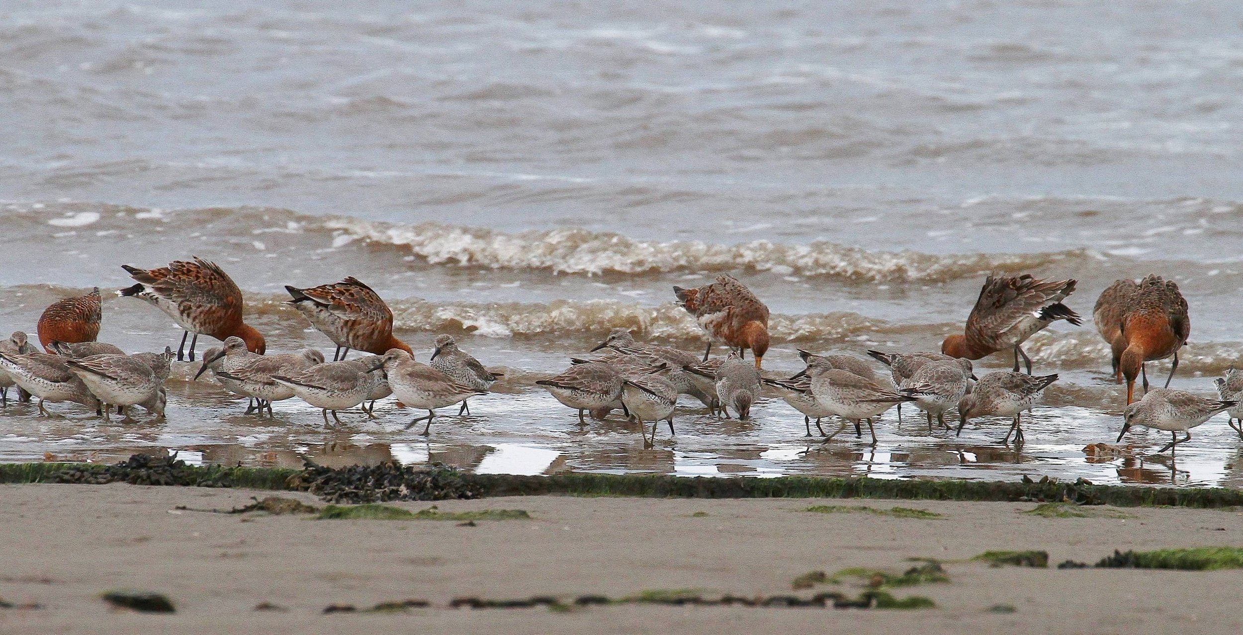 1950s Nature Diary for Sunderland Point