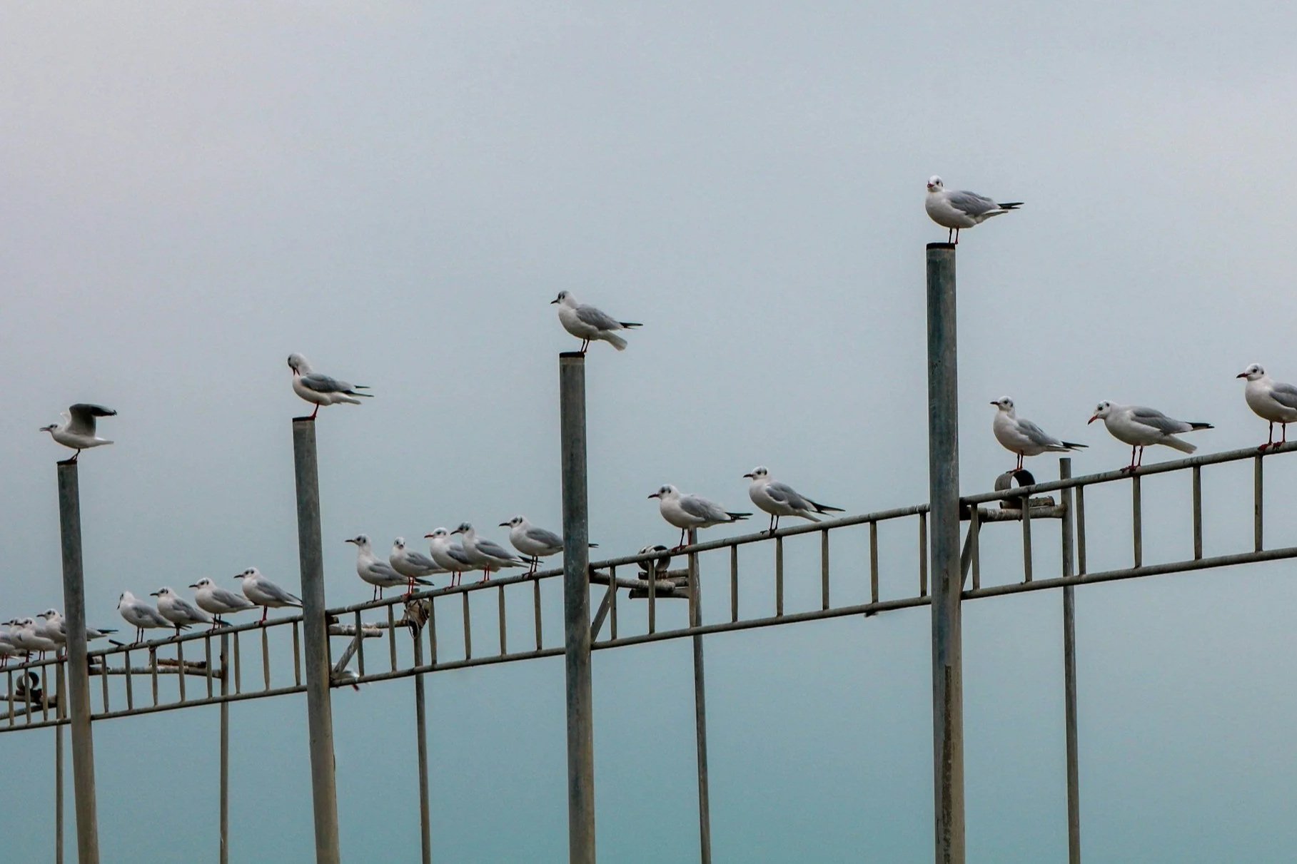 Obsessive Compulsive Disorder