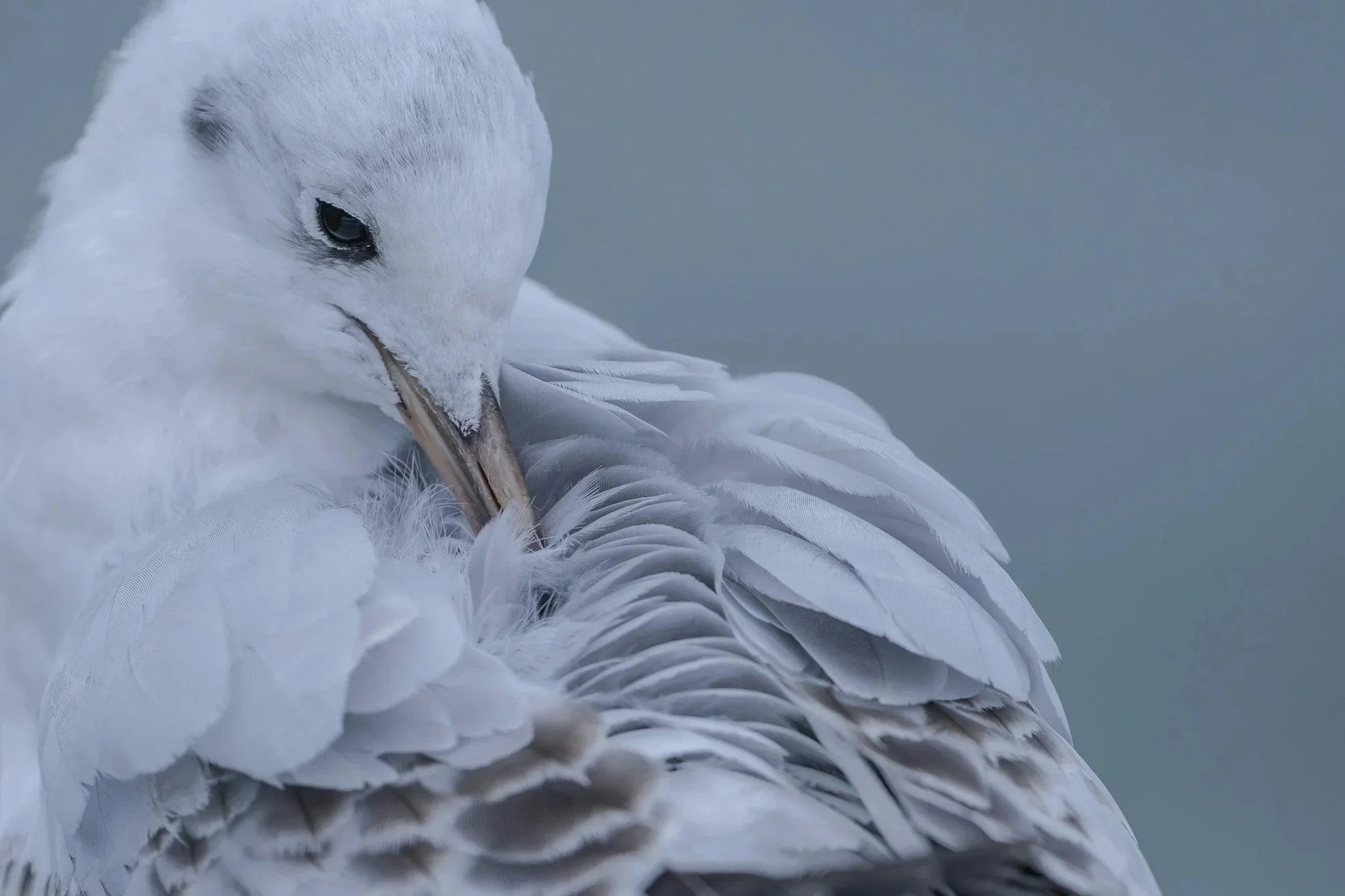 Body Focused Repetitive Behaviors