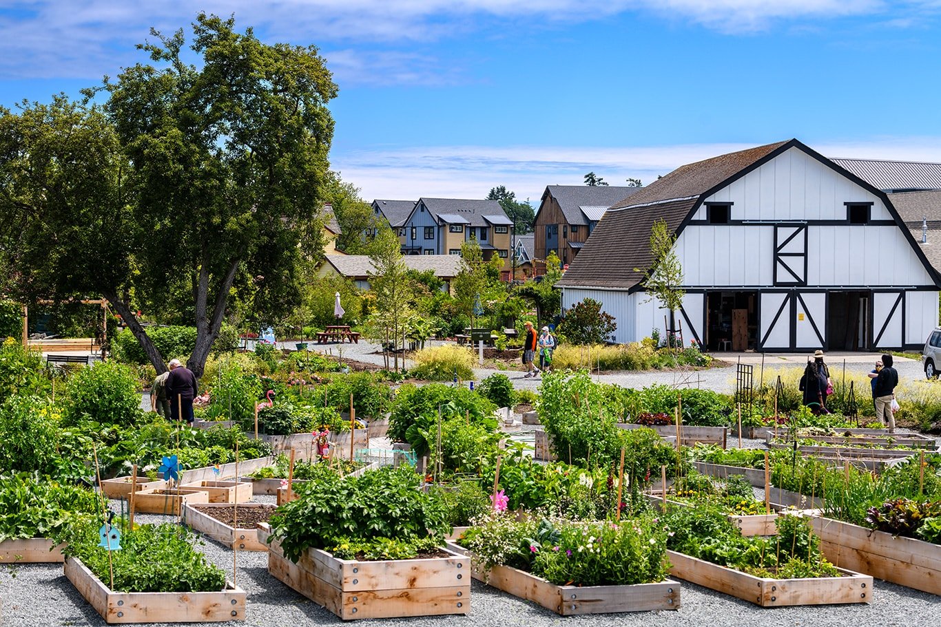 Allotment-Gardens-2-Century Group.jpg