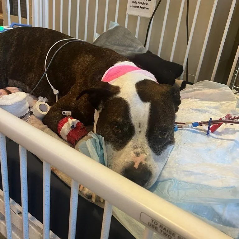 Thor Update: 

He remained stable over night, they took a sample of fluid and sent it off to make sure we aren&rsquo;t missing something, more a precaution than anything else and we are still waiting on the Lepto results. 

Our boy went through his f