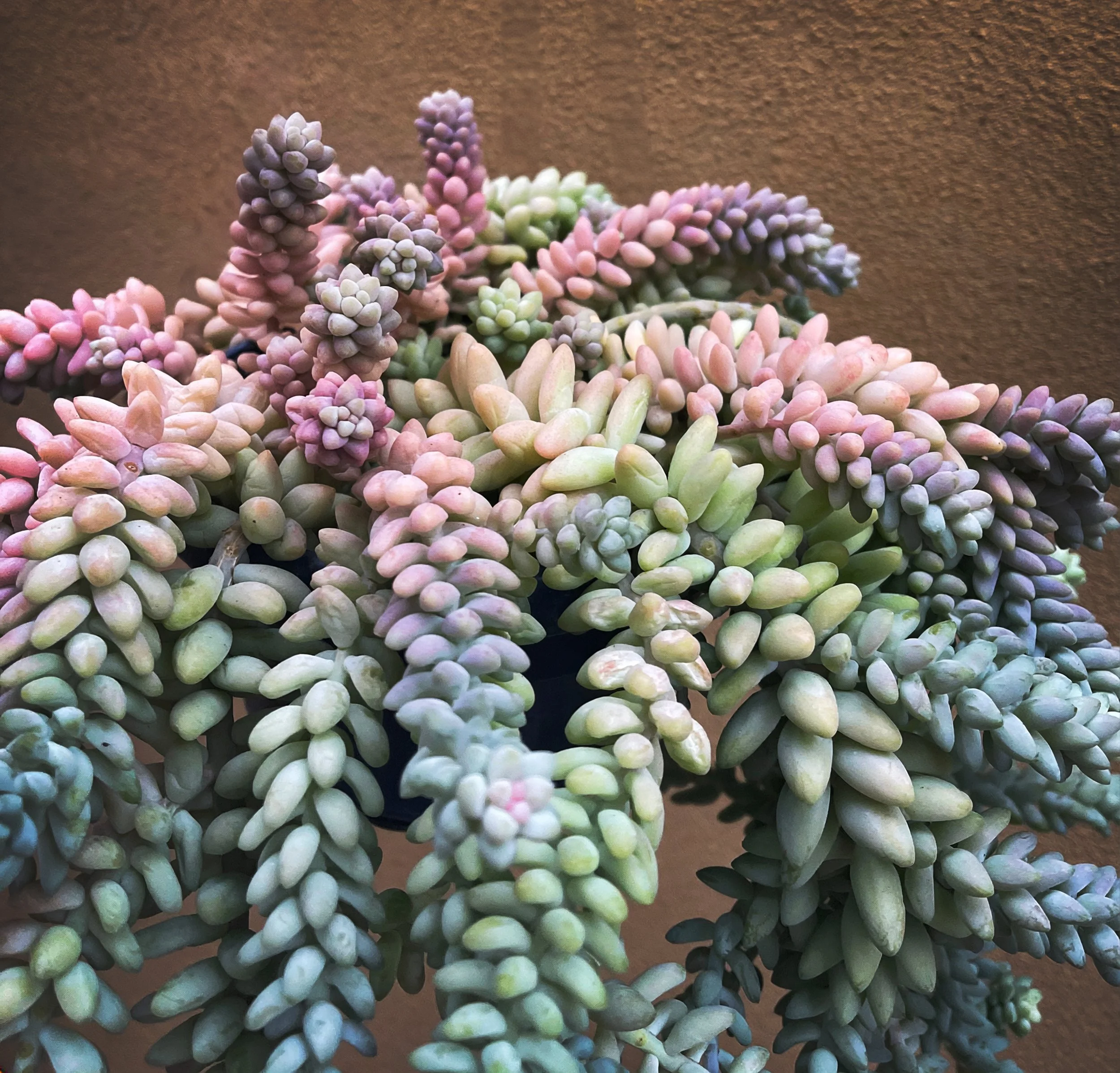 Burro's Tail 1921985231 WEB.jpg