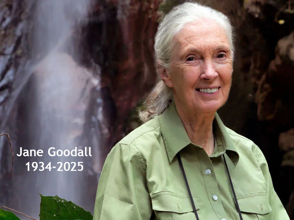 jane_goodall.1934.2025.jpg.webp