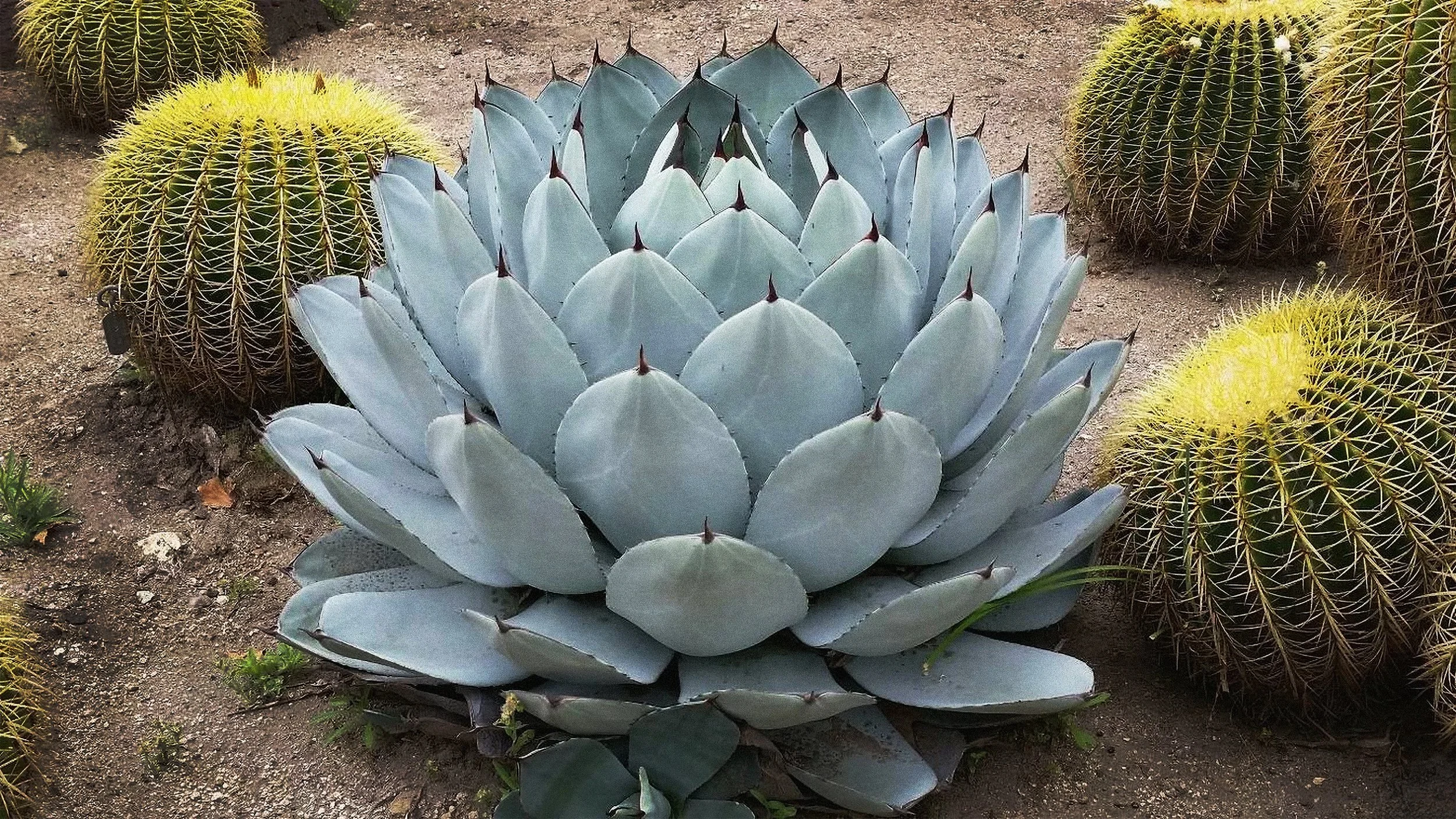 Artichoke Agave Pattern Desert WEB.jpg