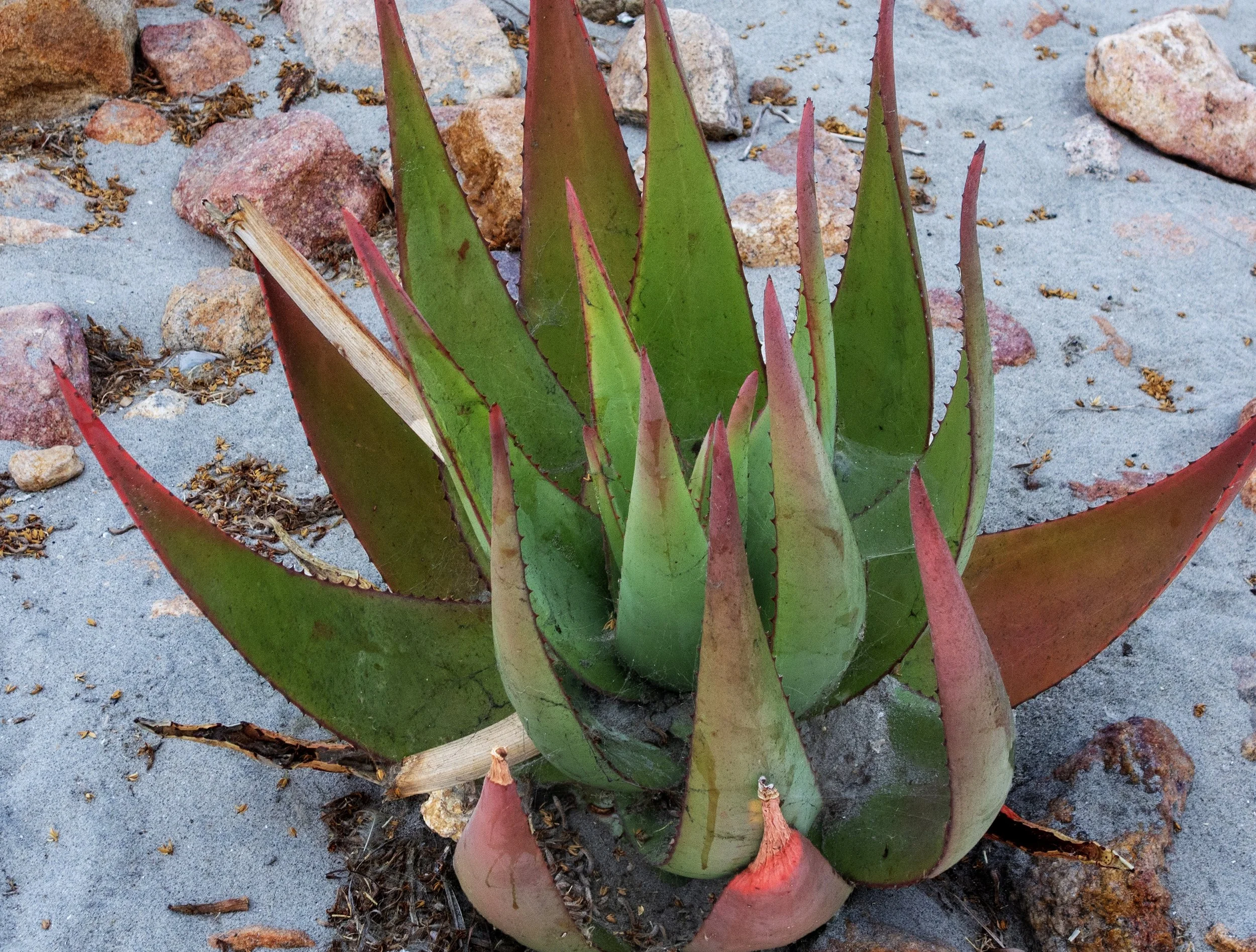 Aloe Pattern 2829637343 WEB.jpg