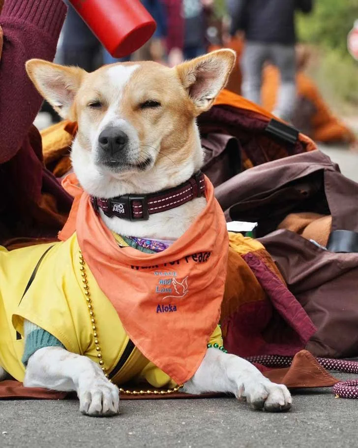 A dog named Aloka, which mean "light" is  small tan-and-white dog wearing an orange bandana and yellow shirt sits calmly on a street, eyes half-closed, as a person holds a red cup above its head. The dog appears relaxed amid a crowd in the background