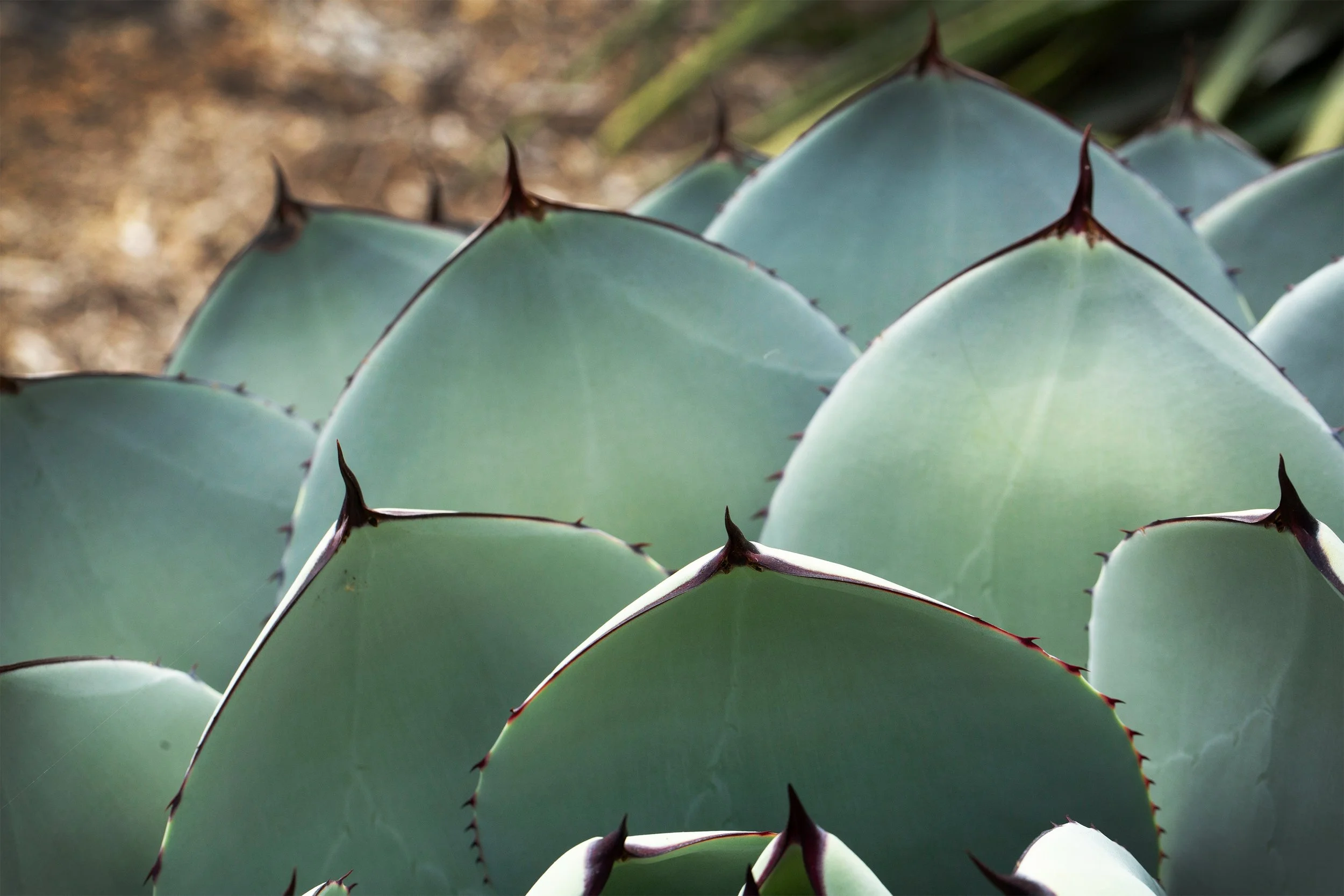 Artichoke Agave In Desert 2531509733 WEB.jpg