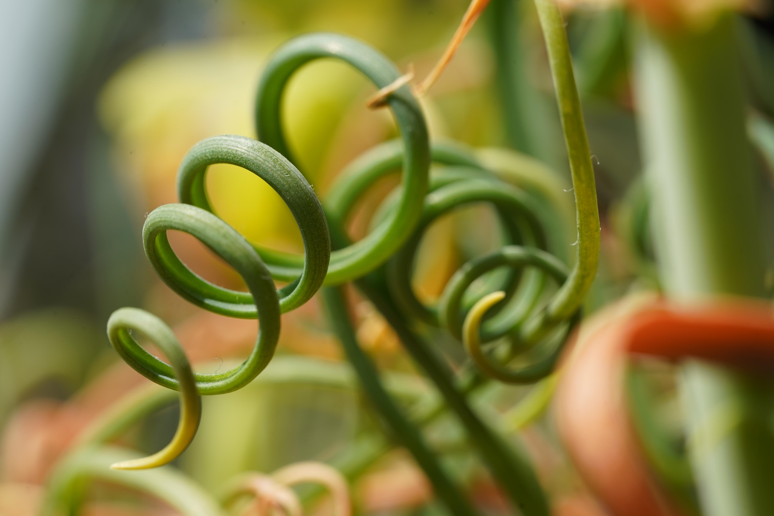 Frizzle Sizzle Succulent Series Plant WEB.png
