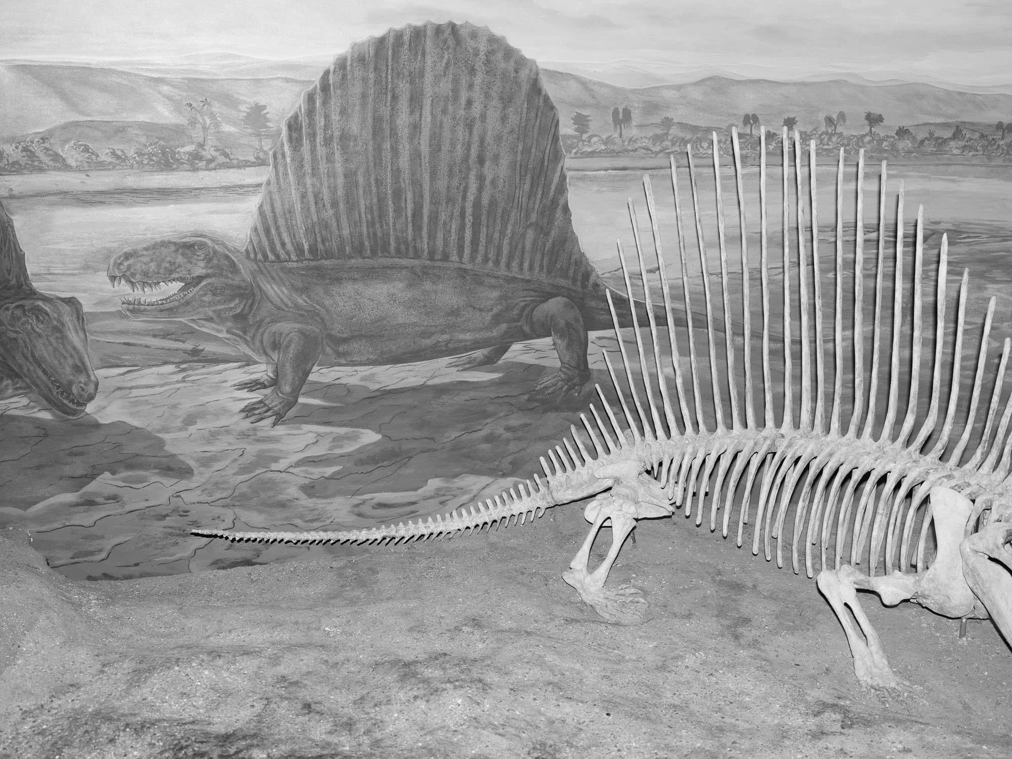 DSCF2529 - fullsize-2.jpg