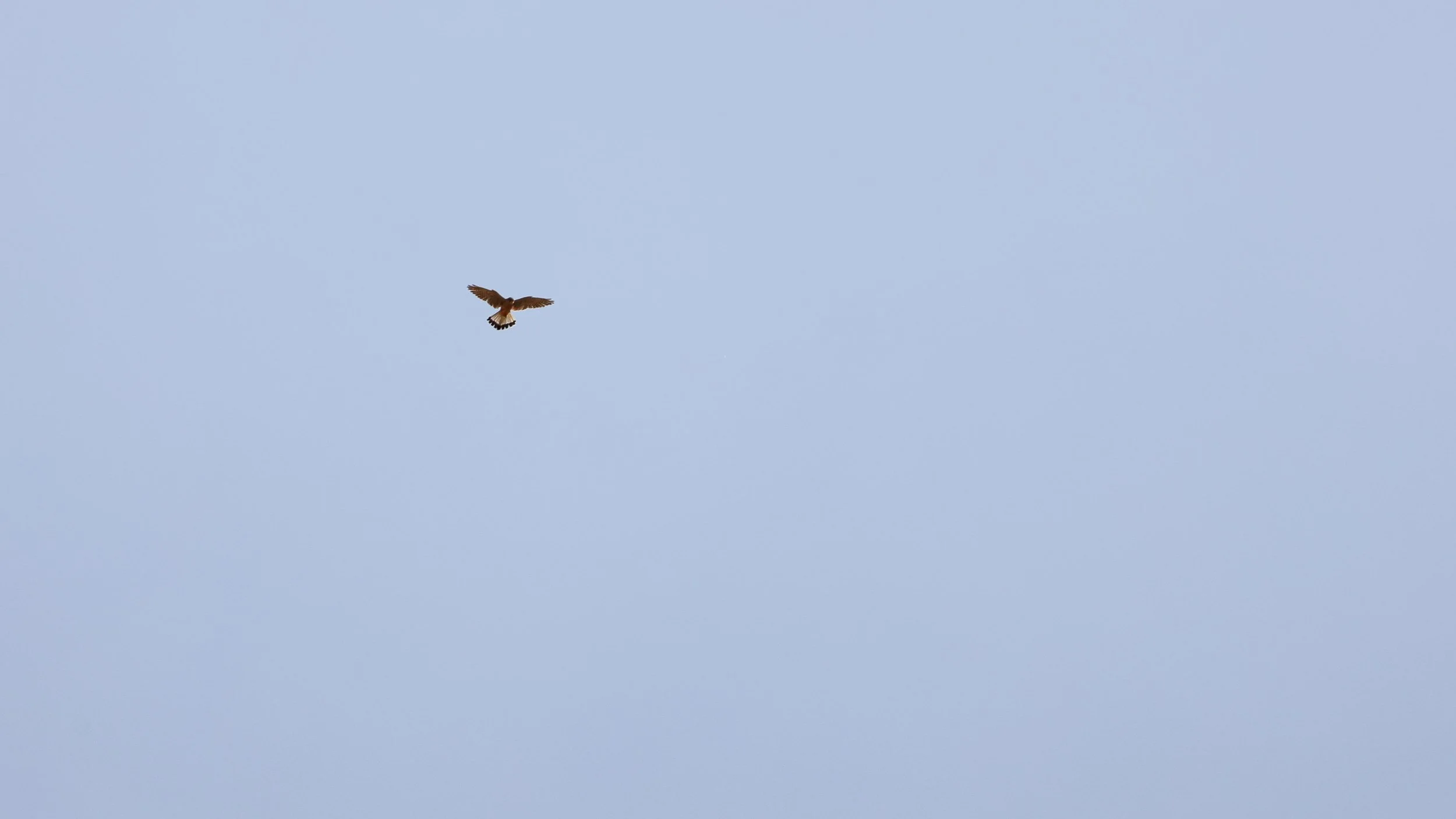 Eurasian Kestrel