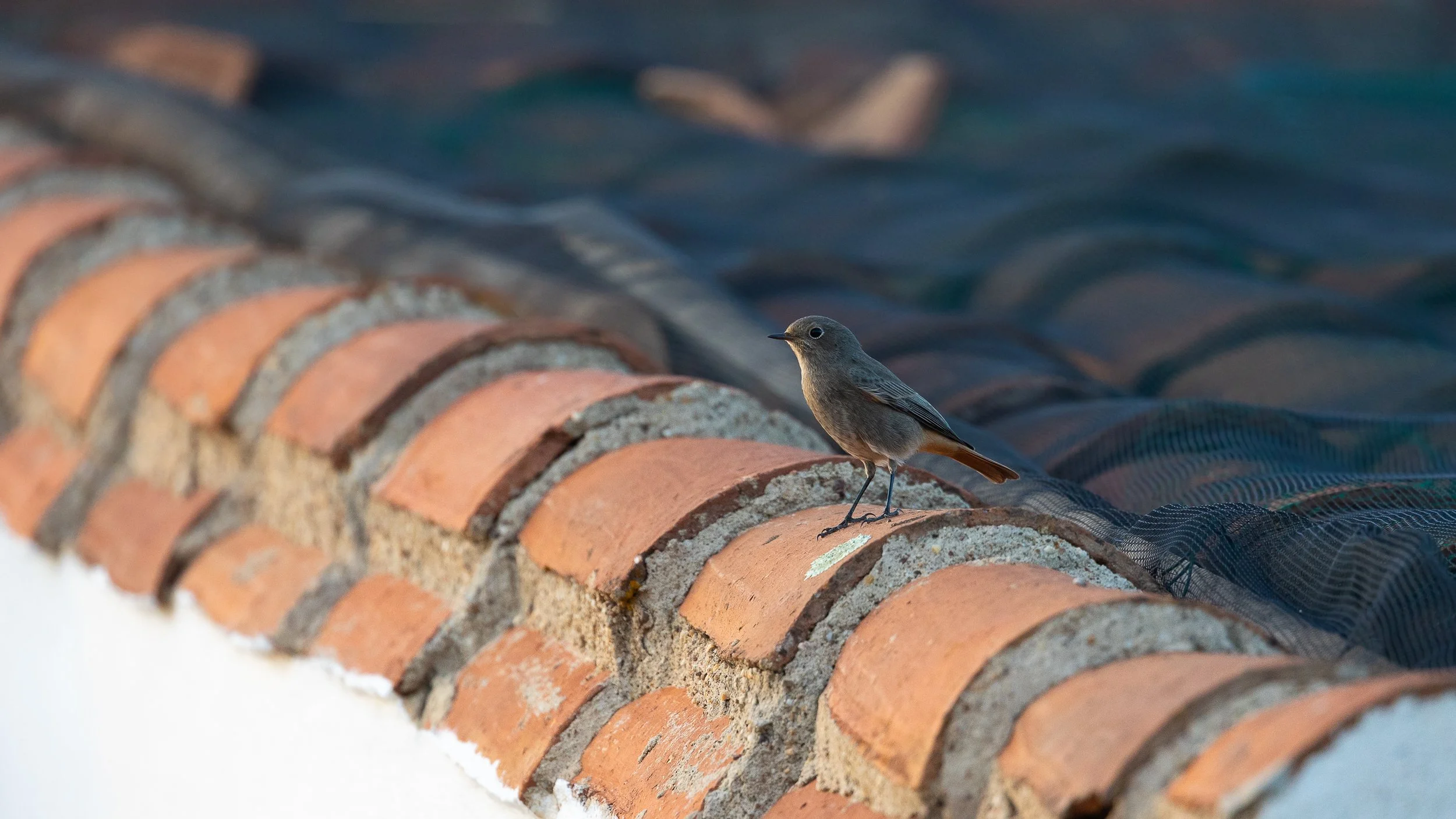 Black Redstart