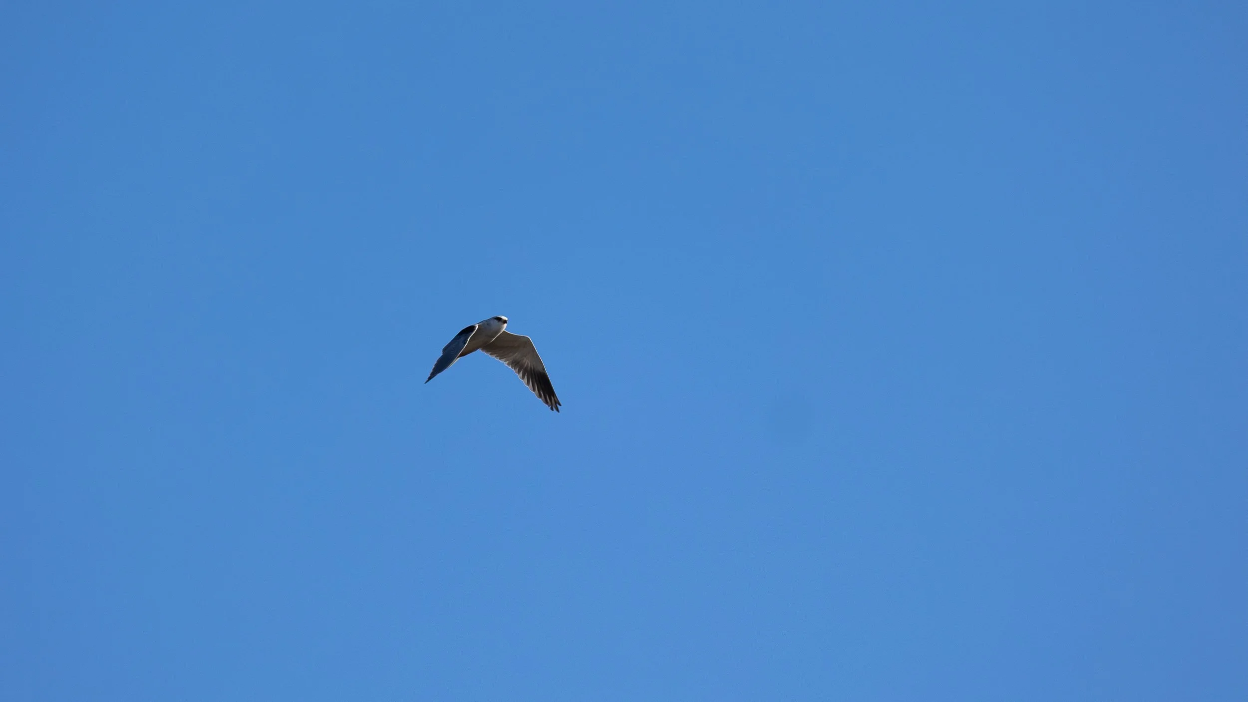 Black-winged Kite