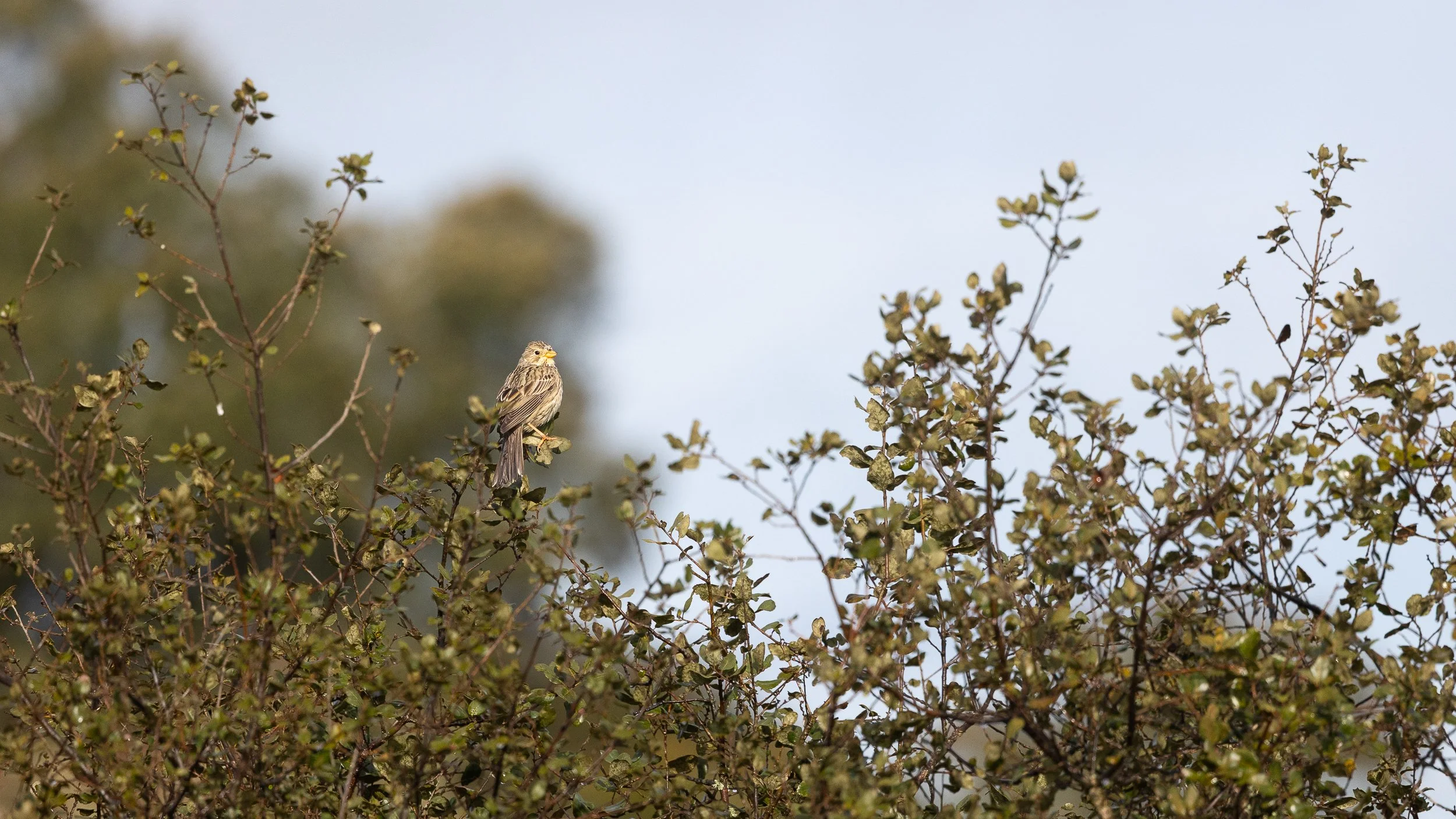 Corn Bunting
