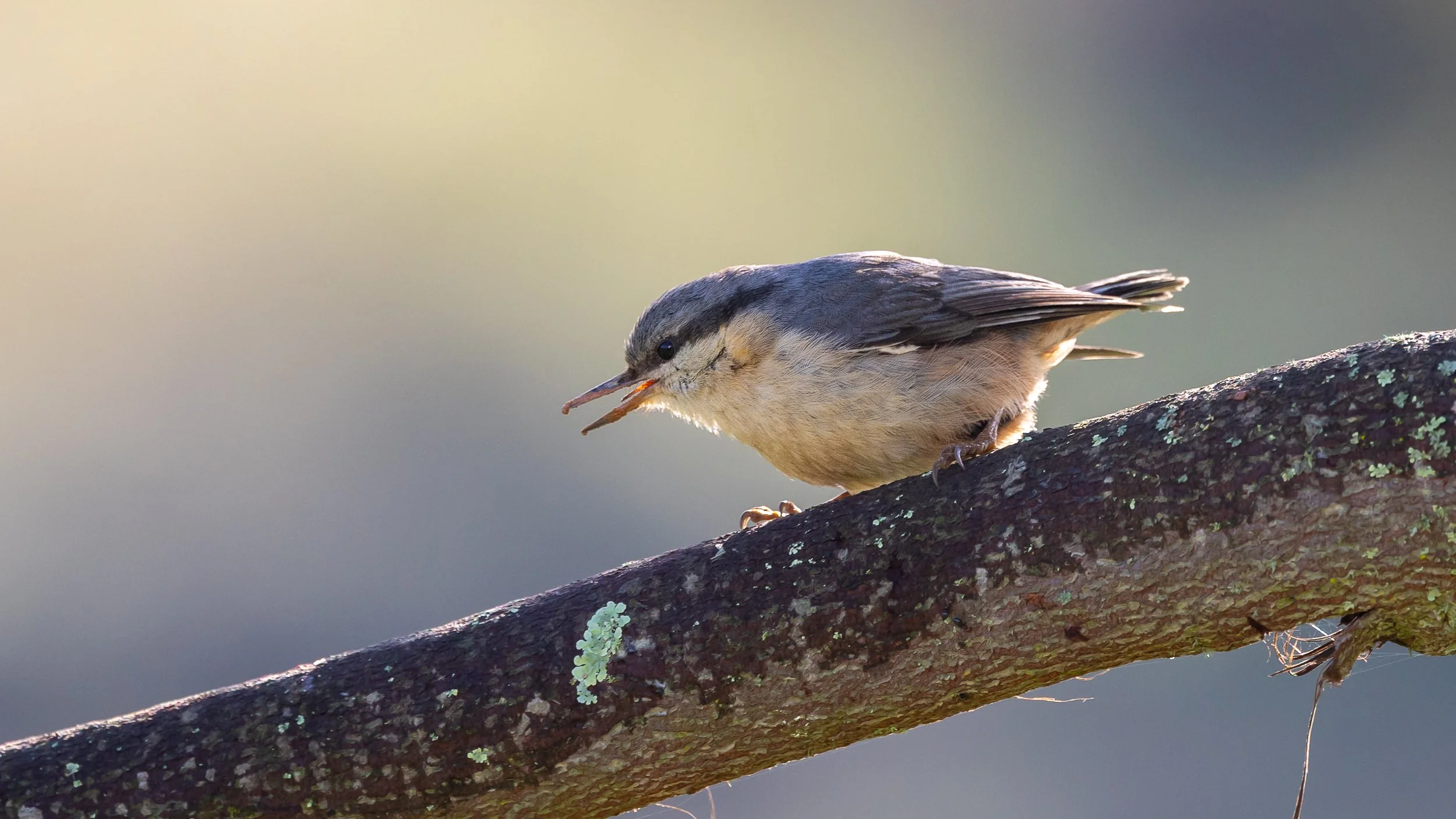 Eurasian Nuthatch