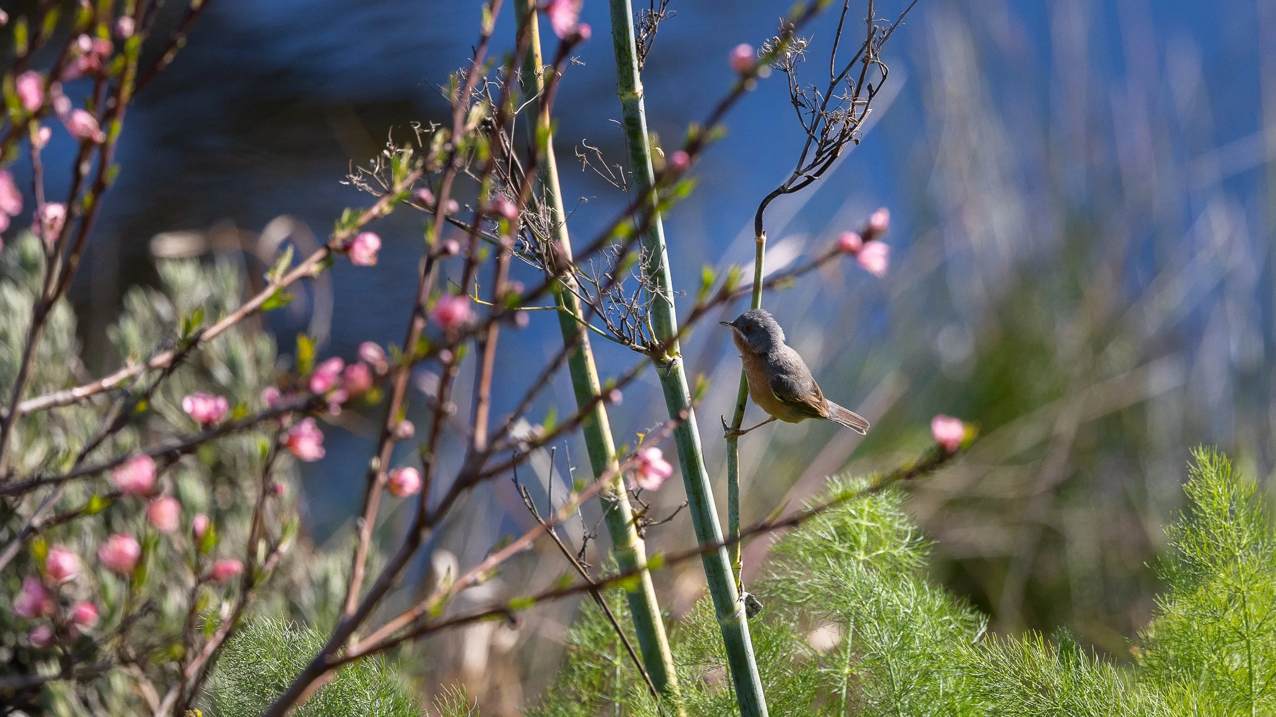 Western Subalpine Warbler