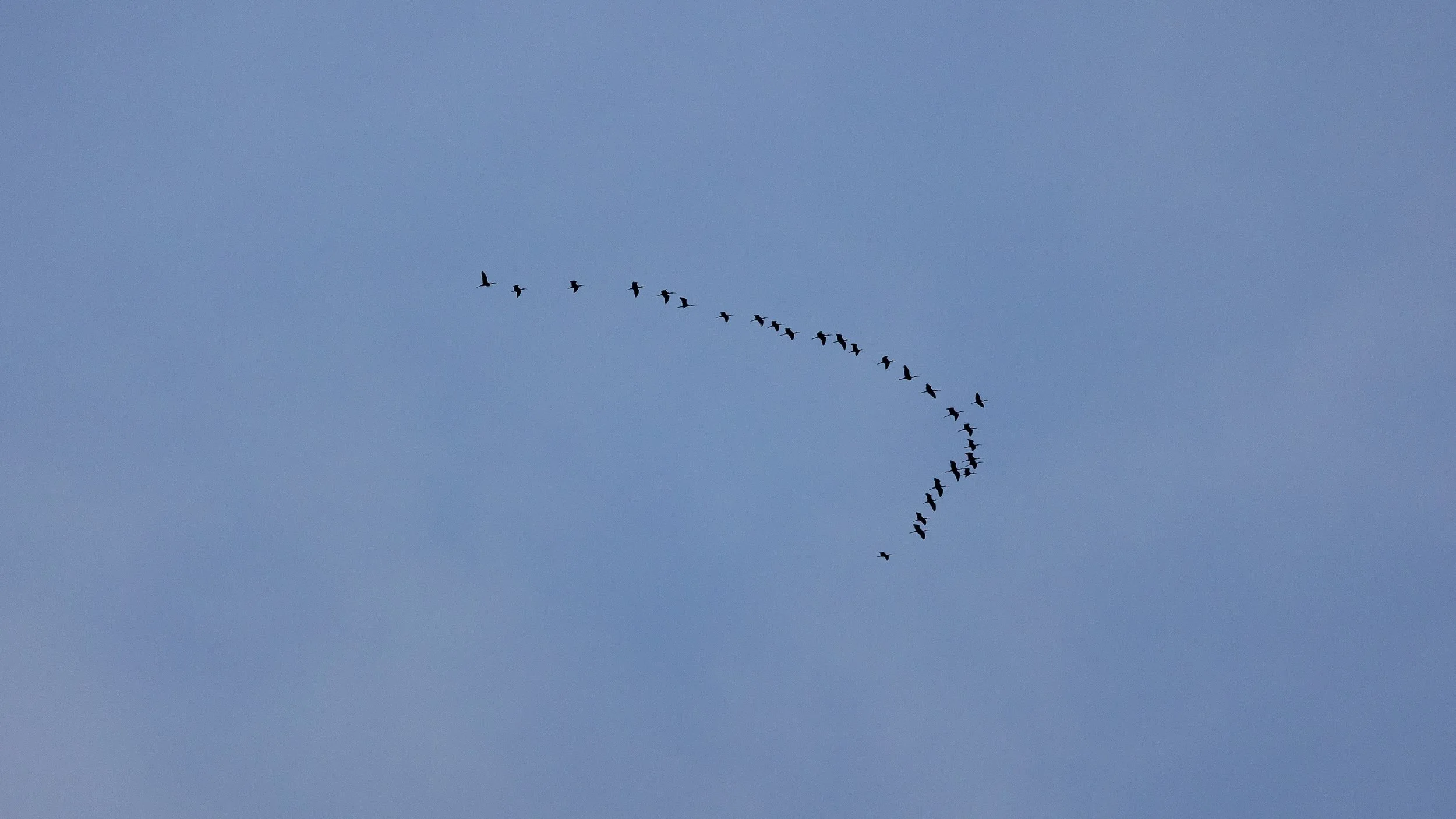 Glossy Ibis