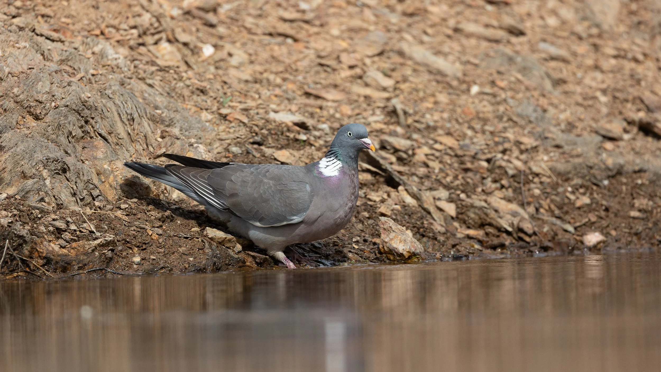 Common Wood-Pigeon