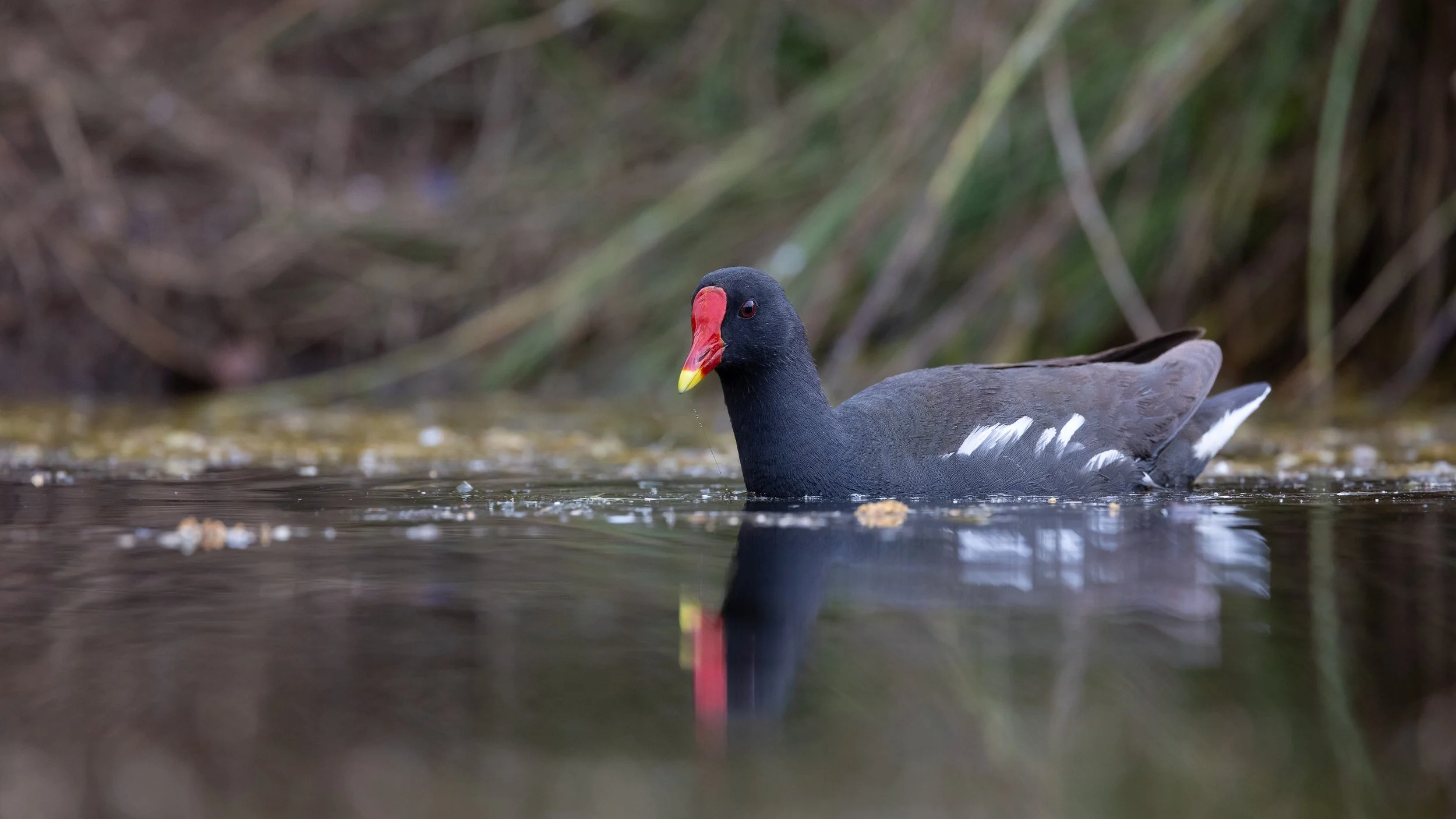 Eurasian Moorhen