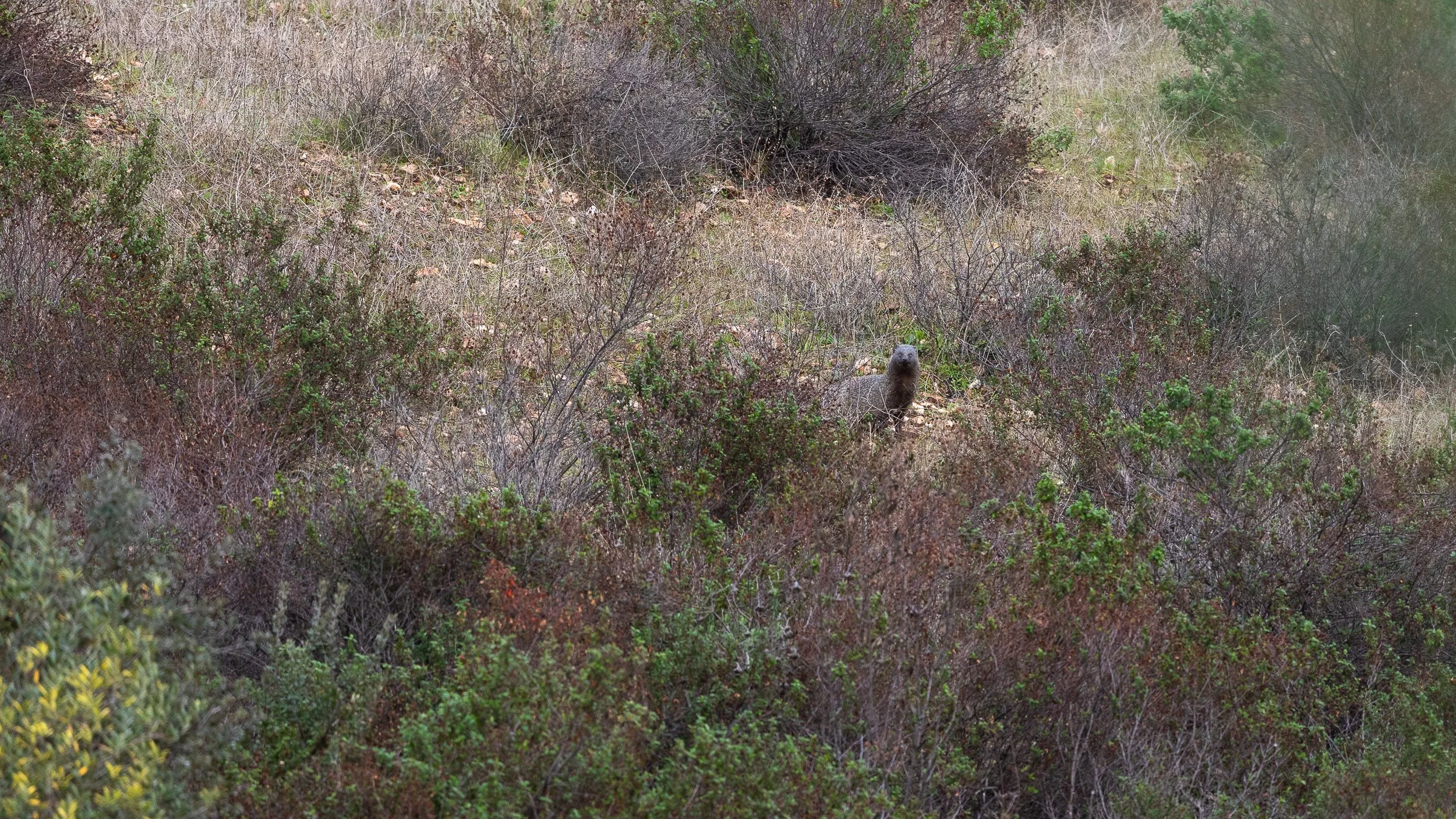 Egyptian Mongoose